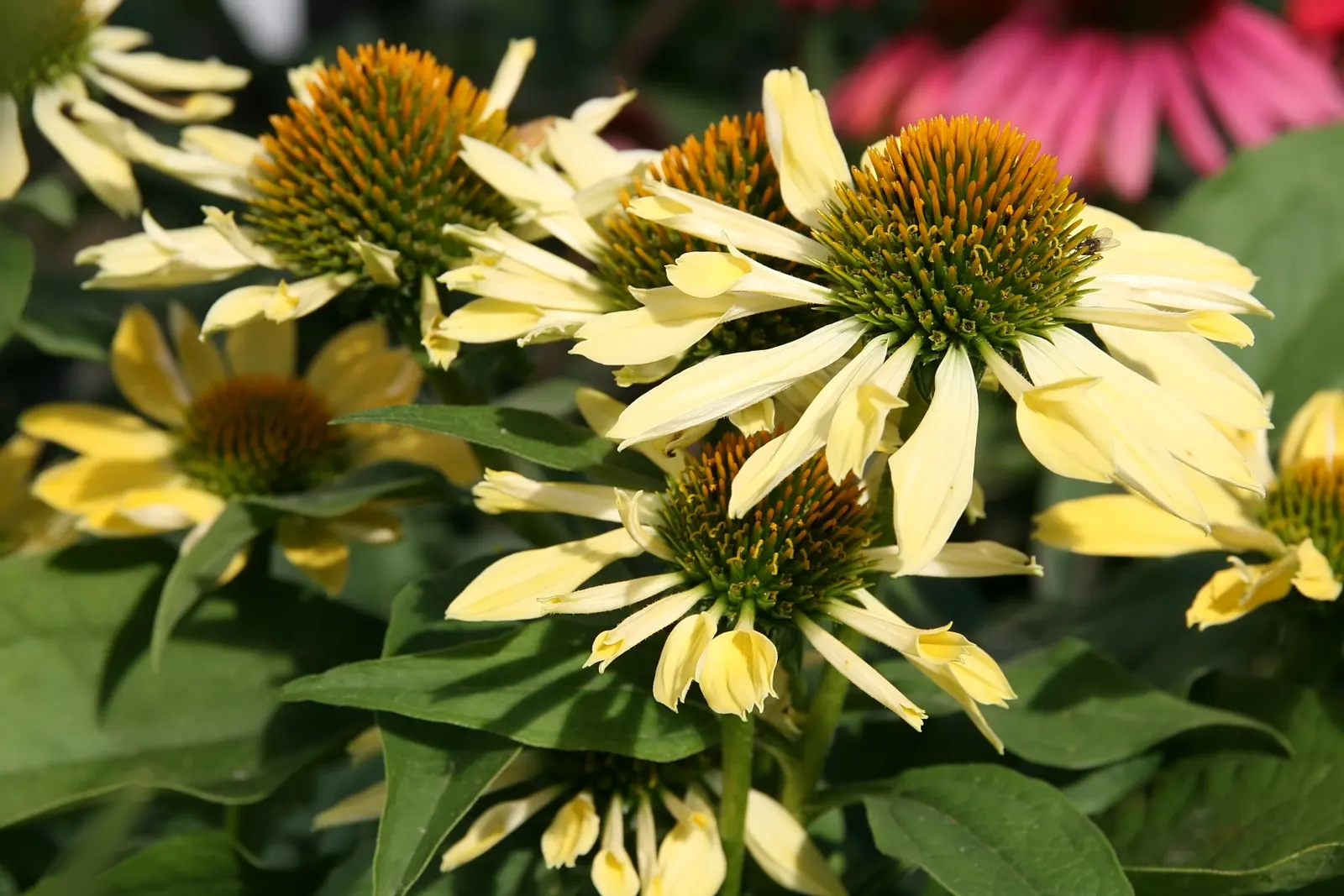 Sunrise Coneflower (Echinacea 'Sunrise') — deepening to orange-yellow as it matures