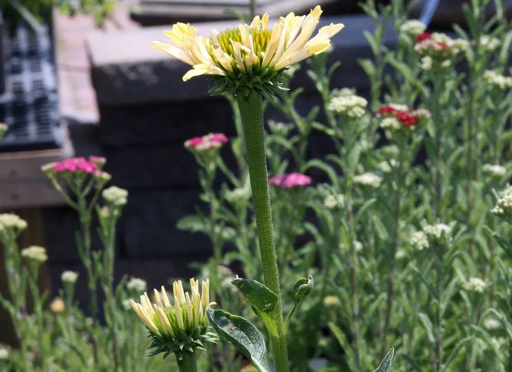 Sunrise Coneflower (Echinacea 'Sunrise') — botanically designated as Echinacea 'Sunrise'
