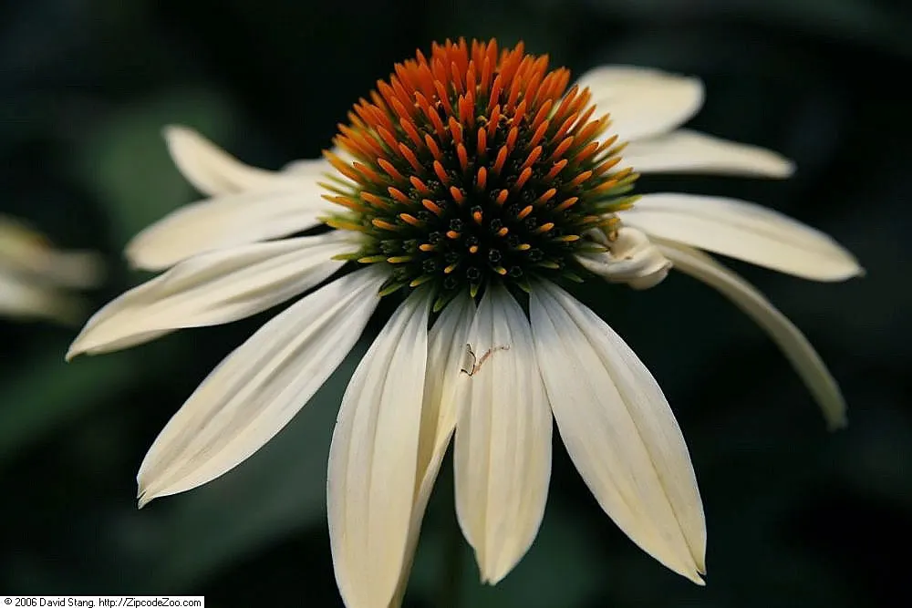 Sunrise Coneflower (Echinacea 'Sunrise') — it offers both aesthetic charm and low maintenance resilience in a landscape design