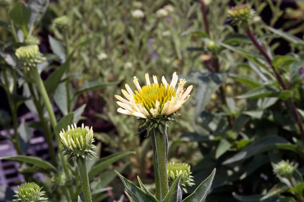 Sunrise Coneflower (Echinacea 'Sunrise') — Ideal for borders and naturalized areas