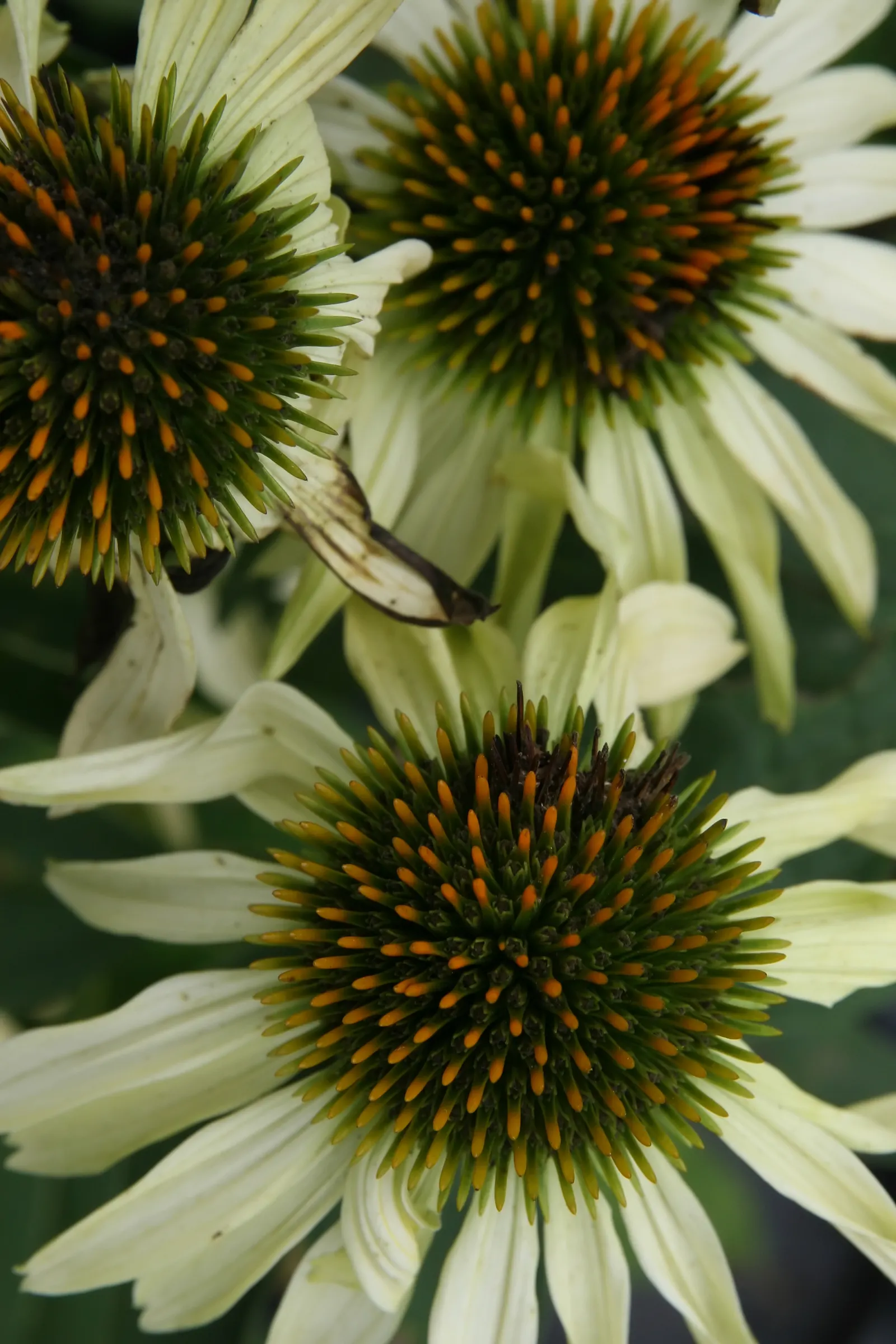 Sunrise Coneflower (Echinacea 'Sunrise') — Each flower head measures between 3 to 4.5 inches across