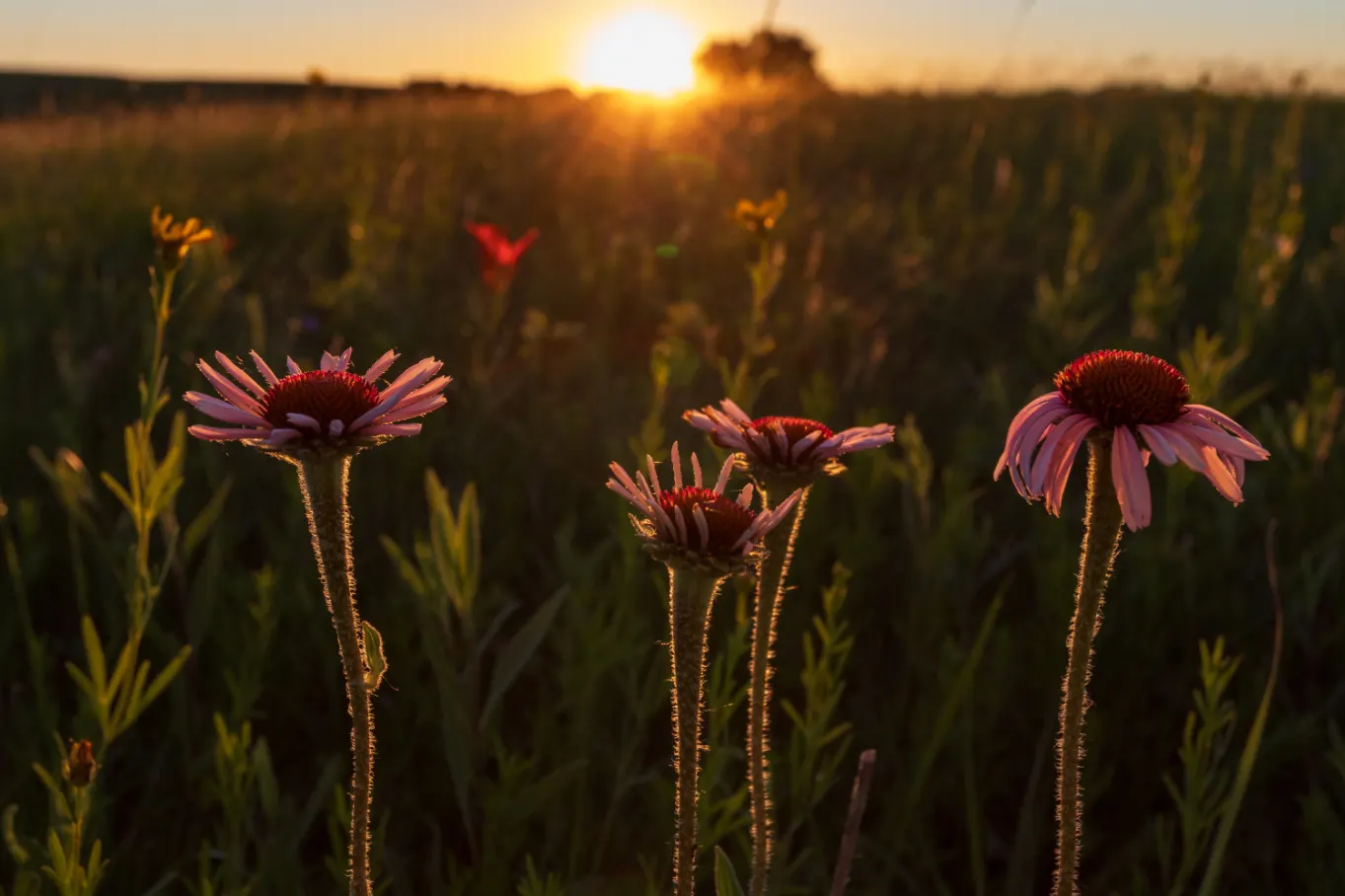 Sunrise Coneflower (Echinacea 'Sunrise') — presents a stunning display of pale yellow petals surrounding a golden-orange cone