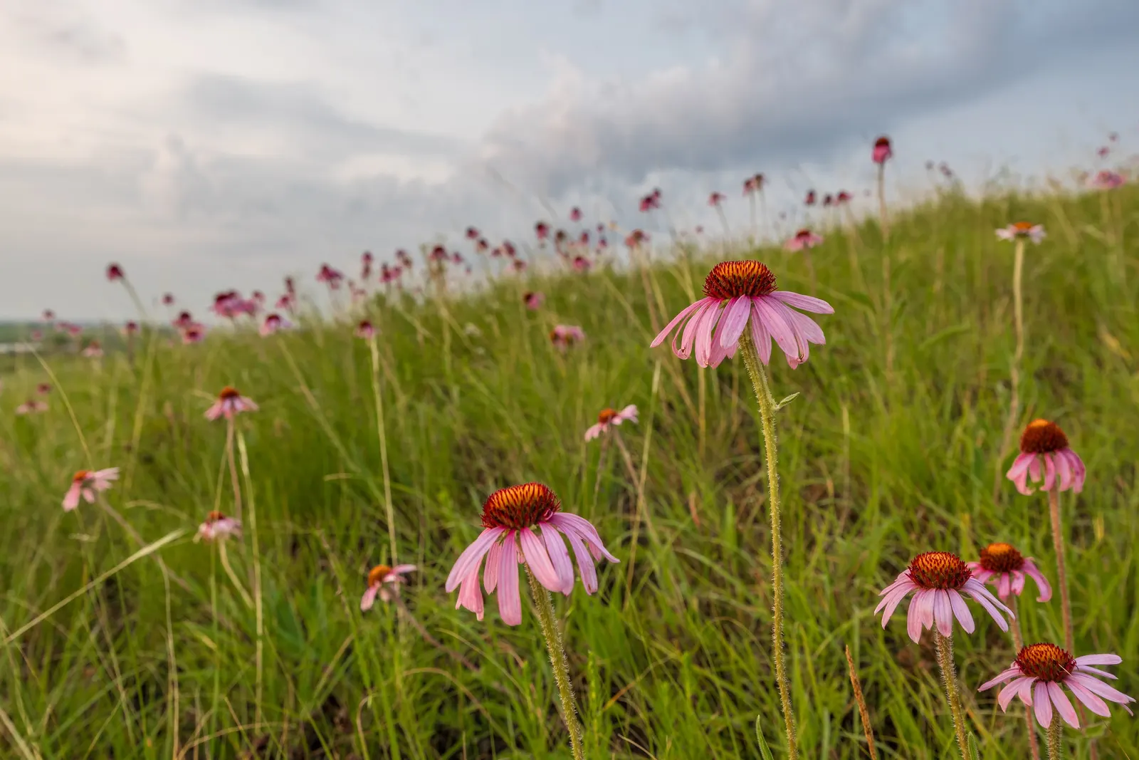 Sunrise Coneflower (Echinacea 'Sunrise') — is a standout perennial that infuses landscapes with its warm