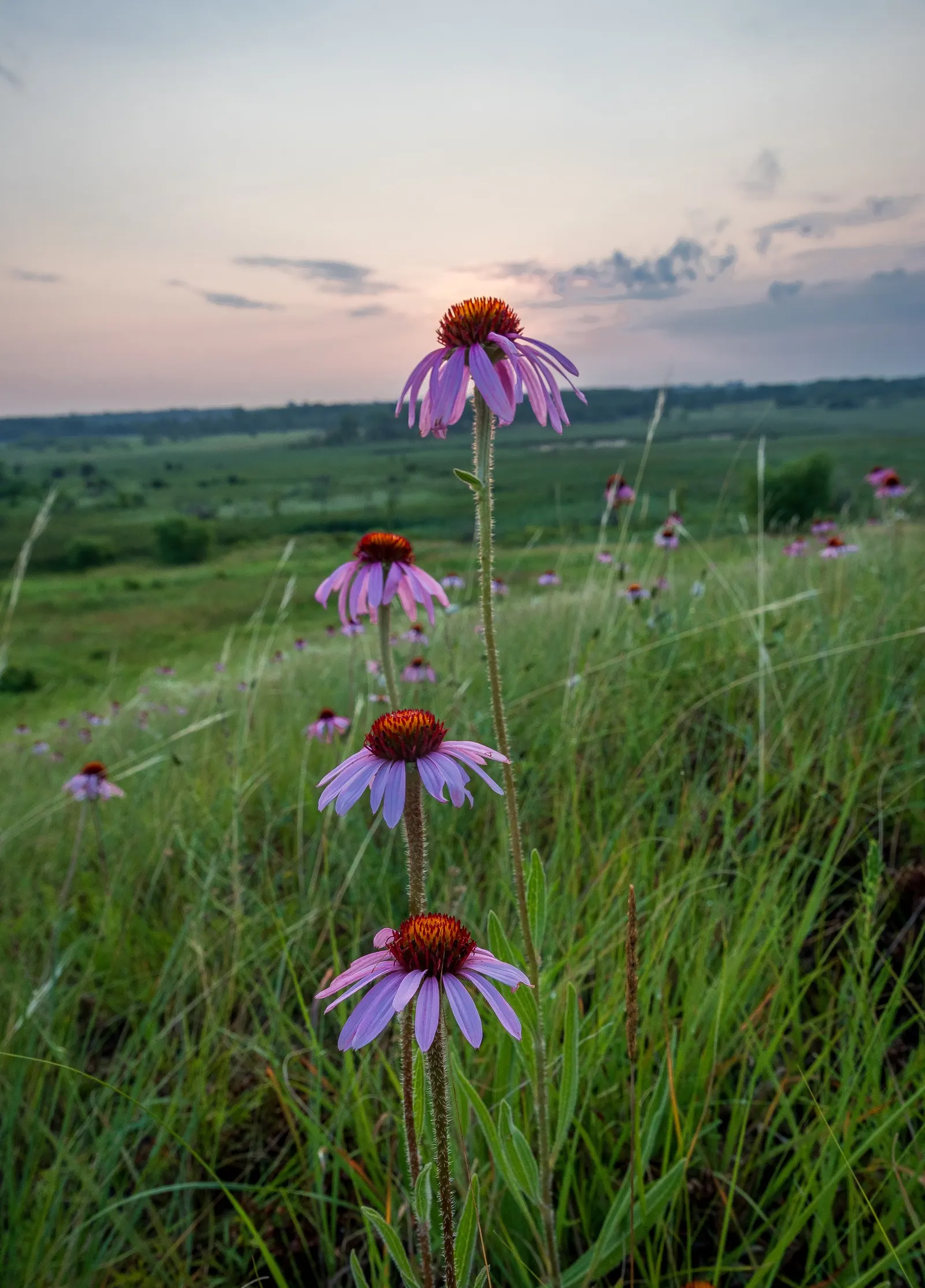 Sunrise Coneflower (Echinacea 'Sunrise') — This cultivar belongs to the genus Echinacea