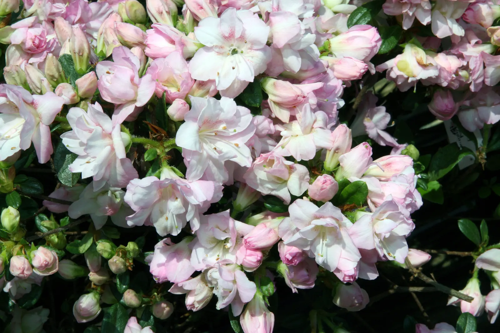 Laurie Rhododendron (Rhododendron 'Laurie') — making it an excellent choice for accentuating borders and foundation plantings