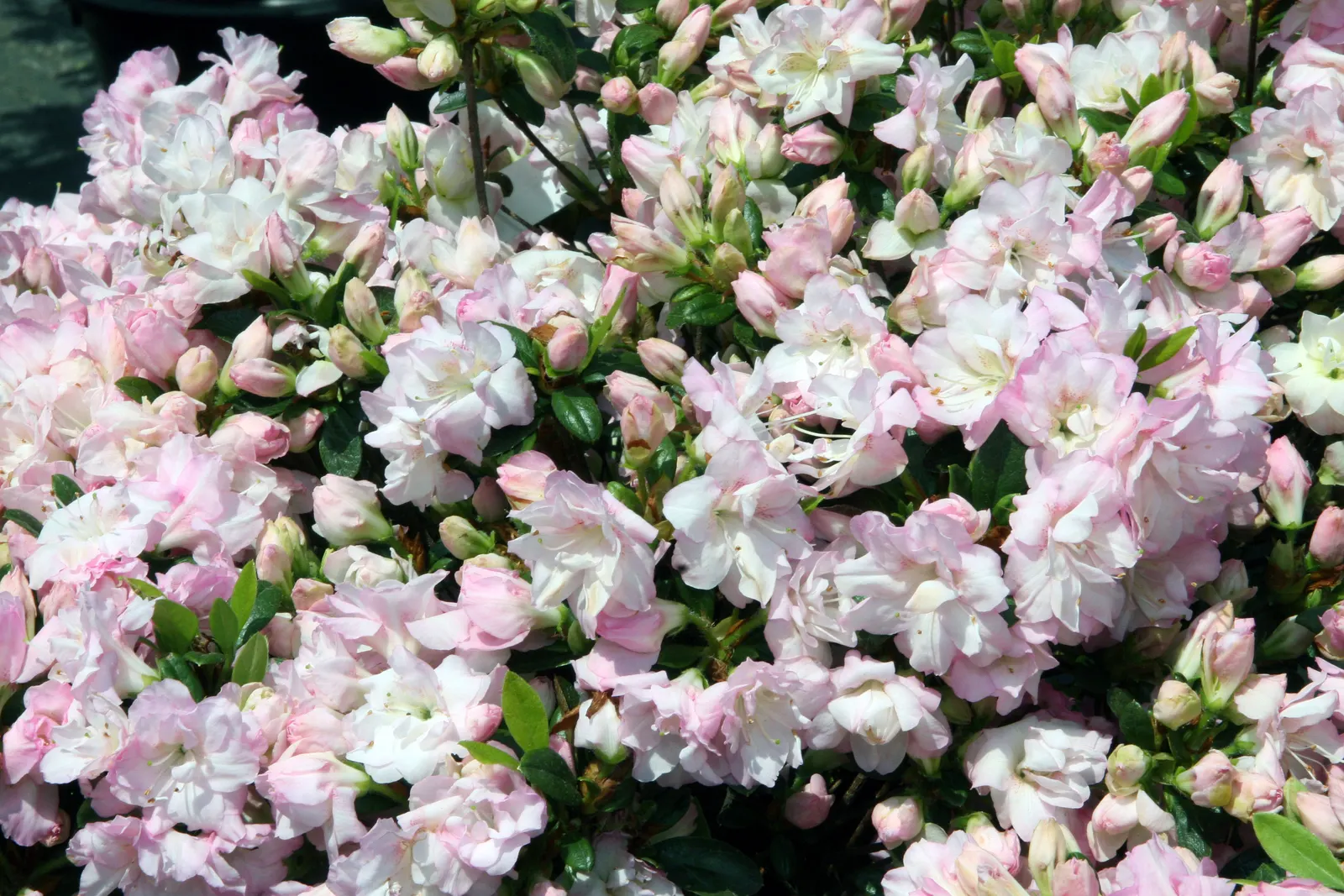 Laurie Rhododendron (Rhododendron 'Laurie') — Growing to an approximate height and width of 4 to 5 feet
