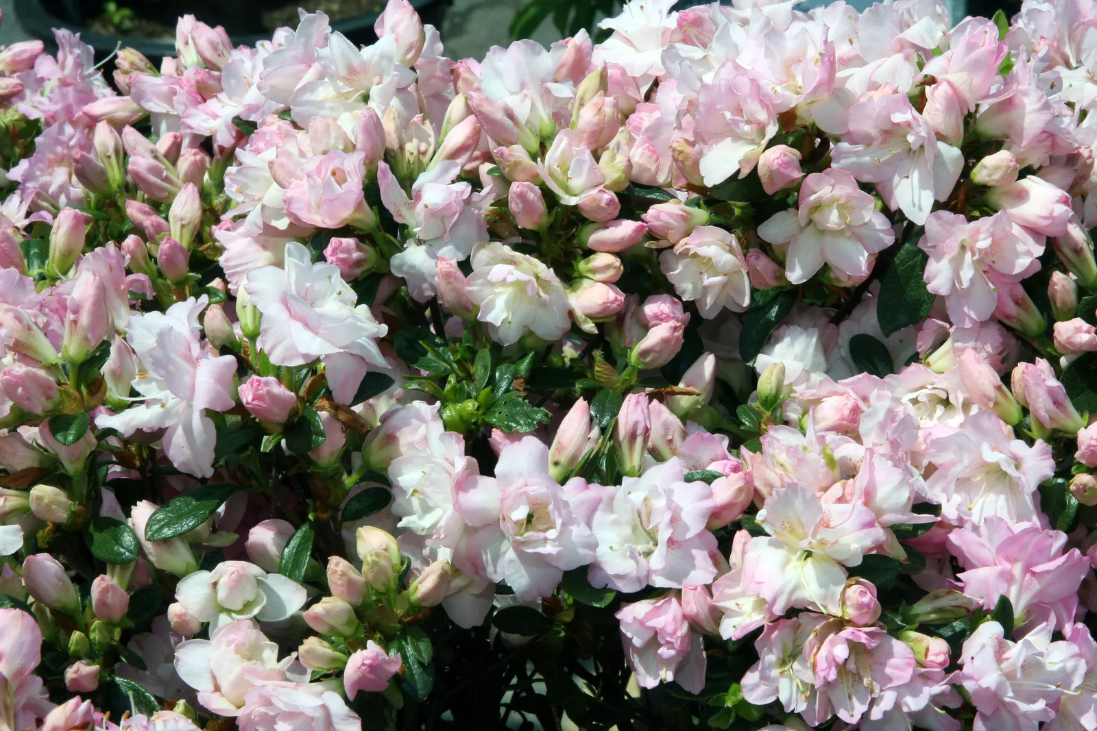 Laurie Rhododendron (Rhododendron 'Laurie') — dark green foliage provides year-round interest
