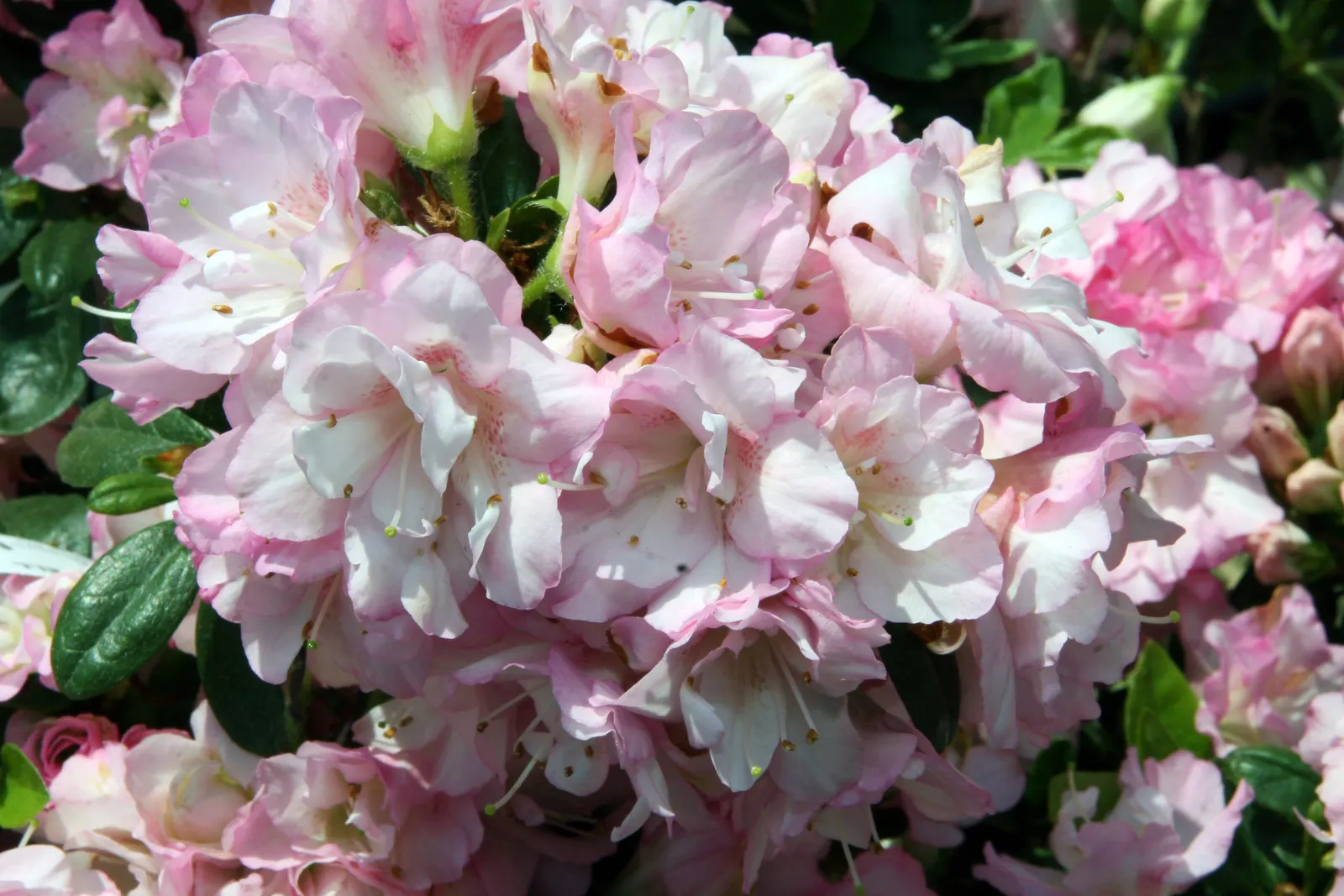 Laurie Rhododendron (Rhododendron 'Laurie') — this variety thrives in partial shade and acidic