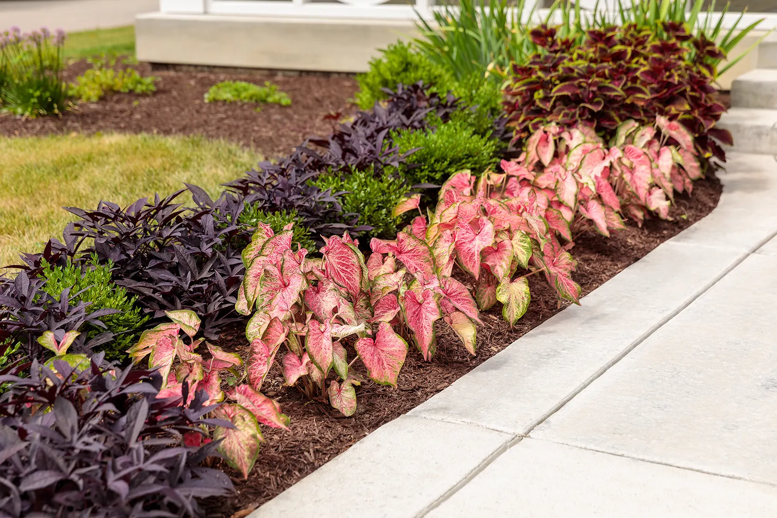 Blushing Bride Sun or Shade Caladium (Caladium hortulanum) — strap-shaped leaves are moderately frilled and often reach about 7 inches long