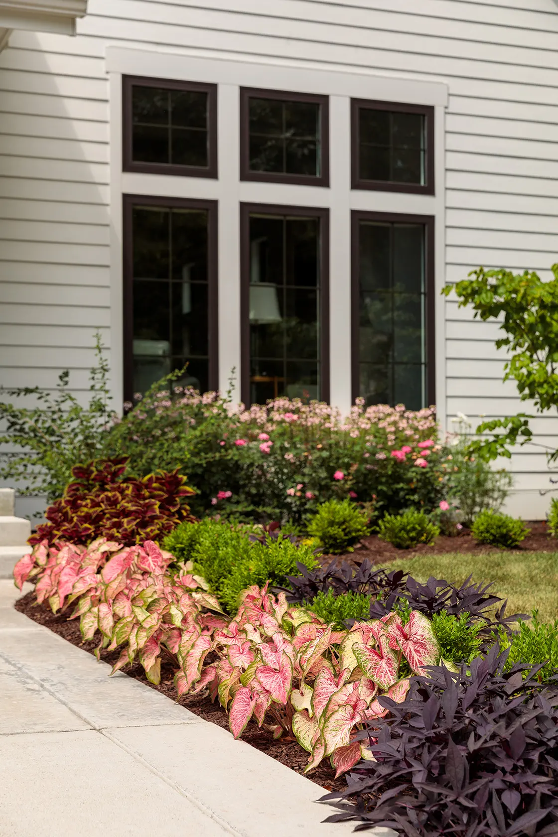 Blushing Bride Sun or Shade Caladium (Caladium hortulanum) — commonly referred to as Blushing Bride Sun or Shade Caladium