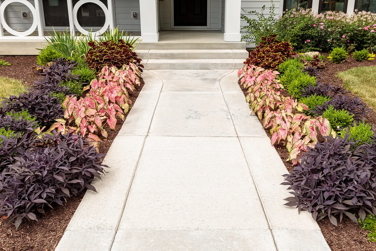 Blushing Bride Sun or Shade Caladium (Caladium hortulanum) — ruffled texture that feels both refined and playful