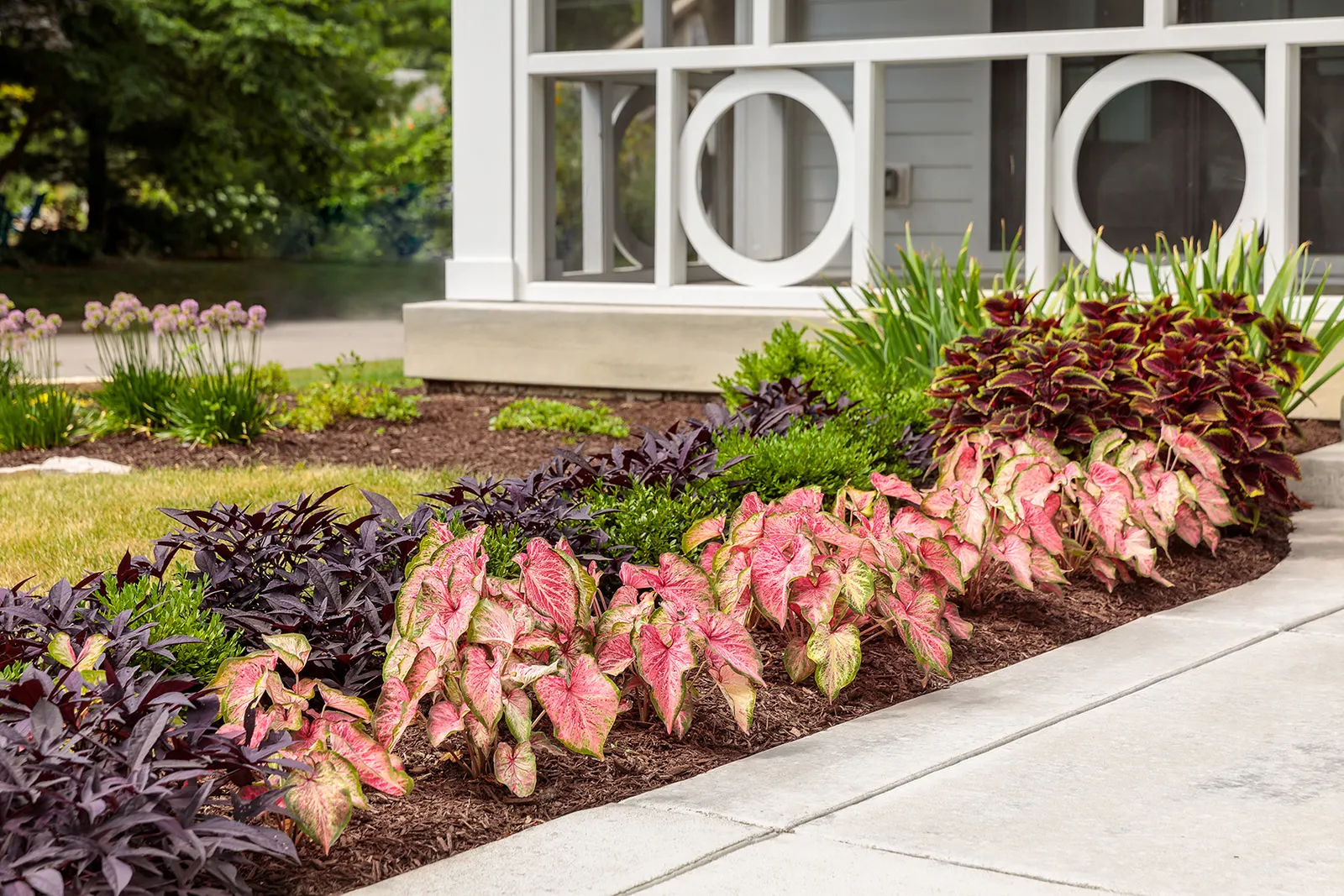 Blushing Bride Sun or Shade Caladium (Caladium hortulanum) — The pink centers glow warmly against green margins