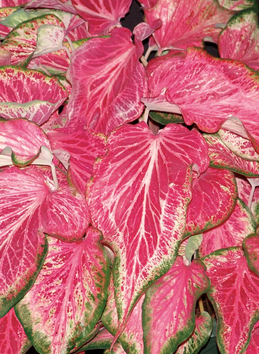 Blushing Bride Sun or Shade Caladium (Caladium hortulanum) — Blushing Bride typically matures to 15 to 20 inches tall with an 8 to 10 inch spread