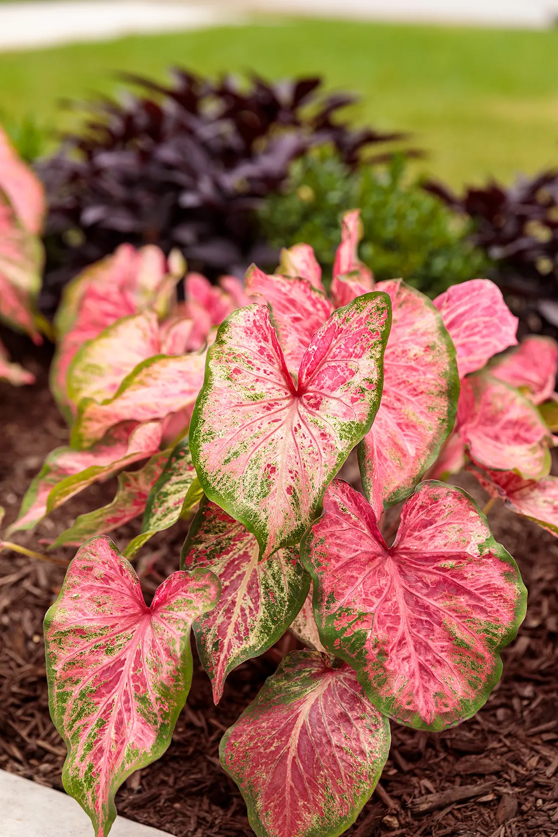 Blushing Bride Sun or Shade Caladium (Caladium hortulanum) — Hardy in USDA Zones 10-11
