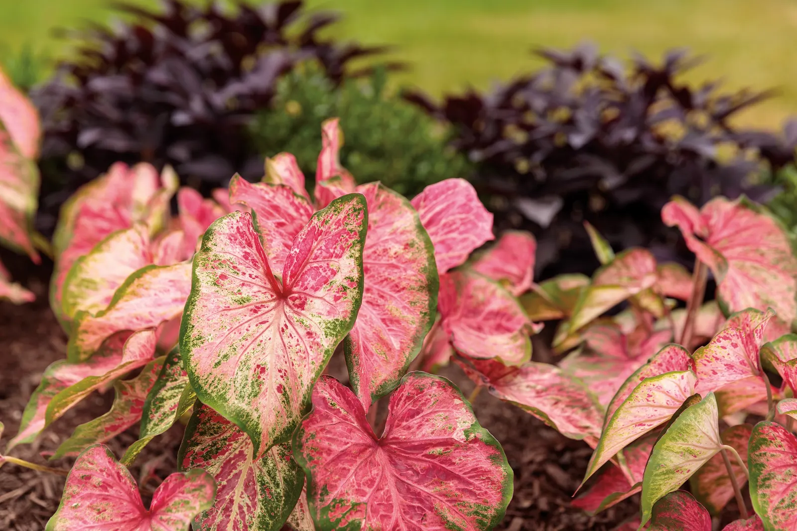 Blushing Bride Sun or Shade Caladium (Caladium hortulanum) — and green foliage with softly frilled leaves