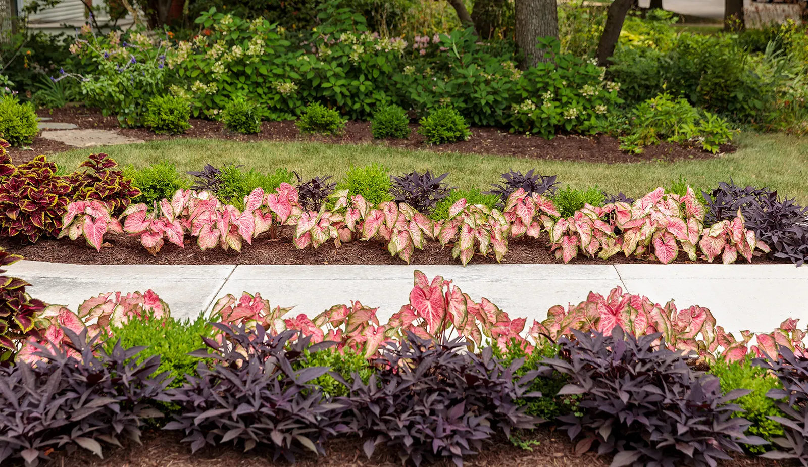 Blushing Bride Sun or Shade Caladium (Caladium hortulanum) — The Caladium hortulanum 'Blushing Bride' is an upright strap-leaf caladium grown for vivid pink