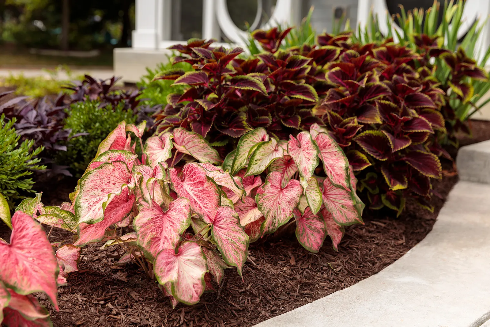 Blushing Bride Sun or Shade Caladium (Caladium hortulanum) — giving each plant a painterly