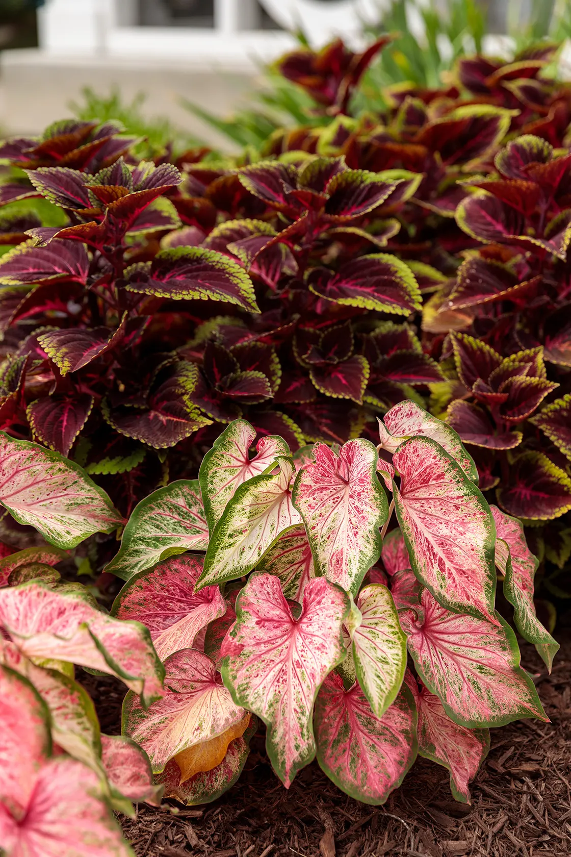 Blushing Bride Sun or Shade Caladium (Caladium hortulanum) — and average water in containers or borders