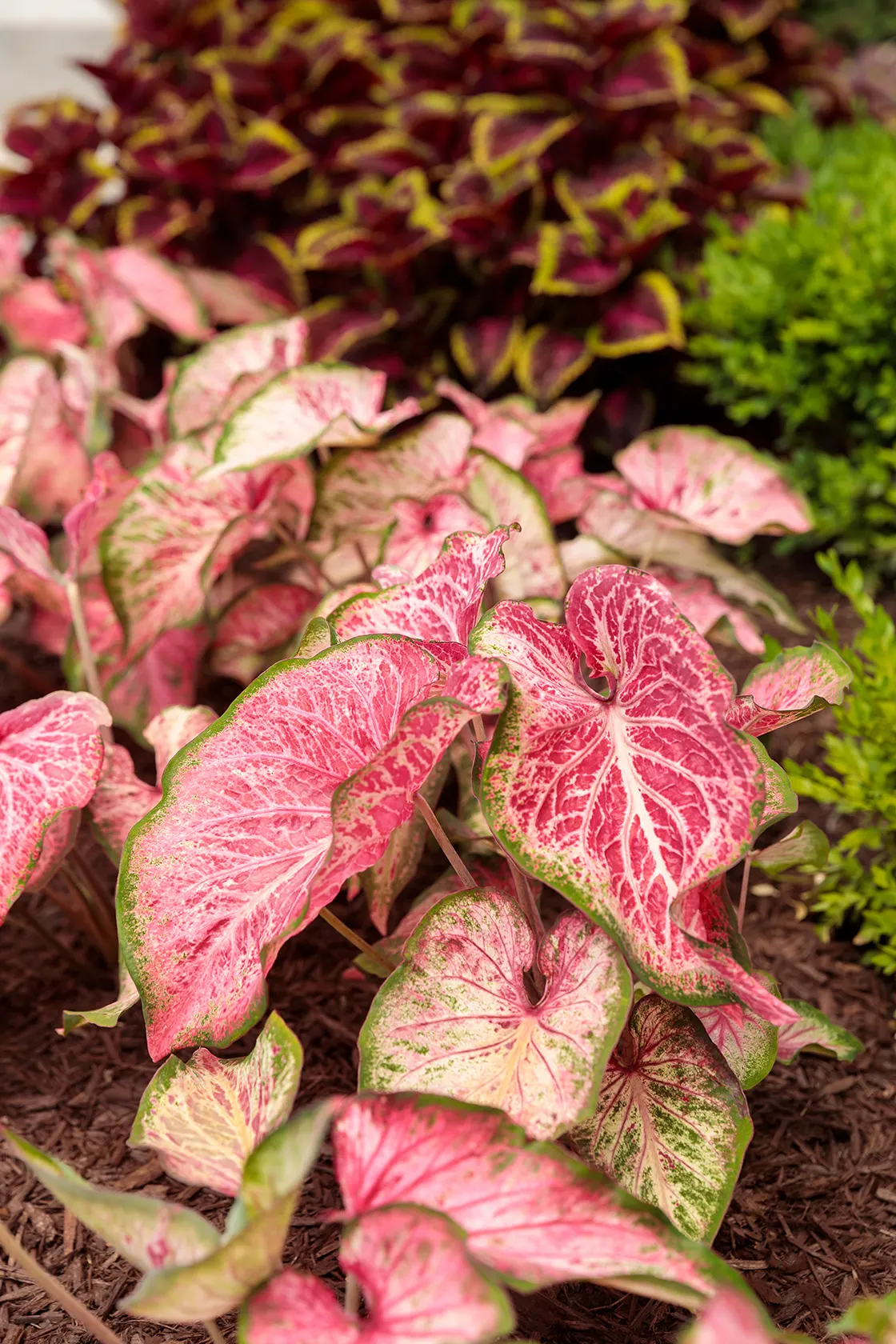 Blushing Bride Sun or Shade Caladium (Caladium hortulanum) — prized for its romantic blend of deep pink