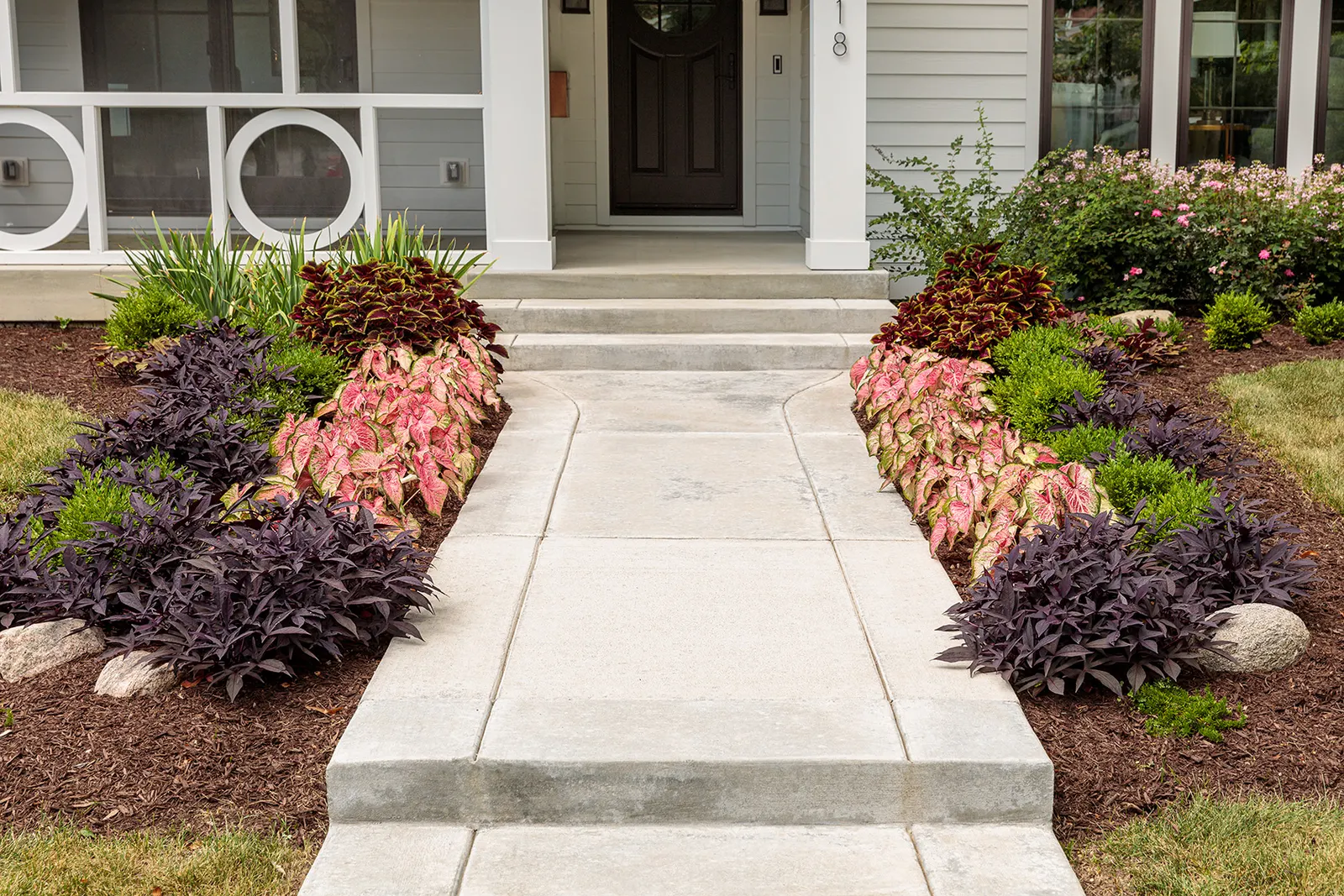 Blushing Bride Sun or Shade Caladium (Caladium hortulanum) — is a luminous foliage annual from the Proven Winners® collection