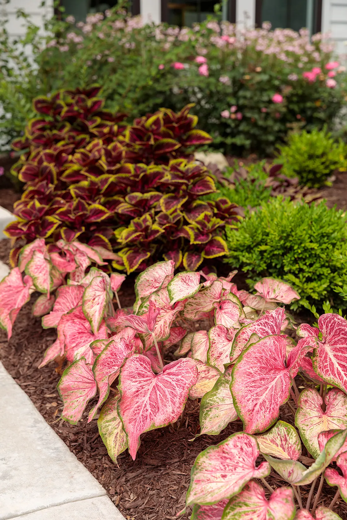 Blushing Bride Sun or Shade Caladium (Caladium hortulanum) — Easy to maintain and deer resistant