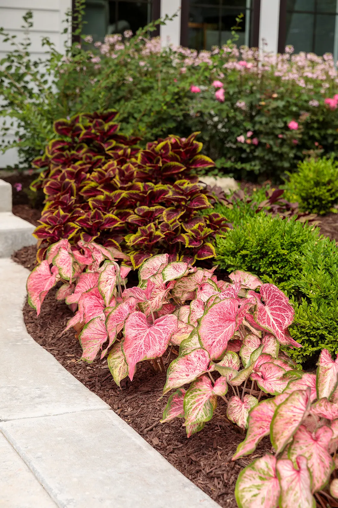 Blushing Bride Sun or Shade Caladium (Caladium hortulanum) — bridal quality throughout the season.<br><br> Compact yet expressive