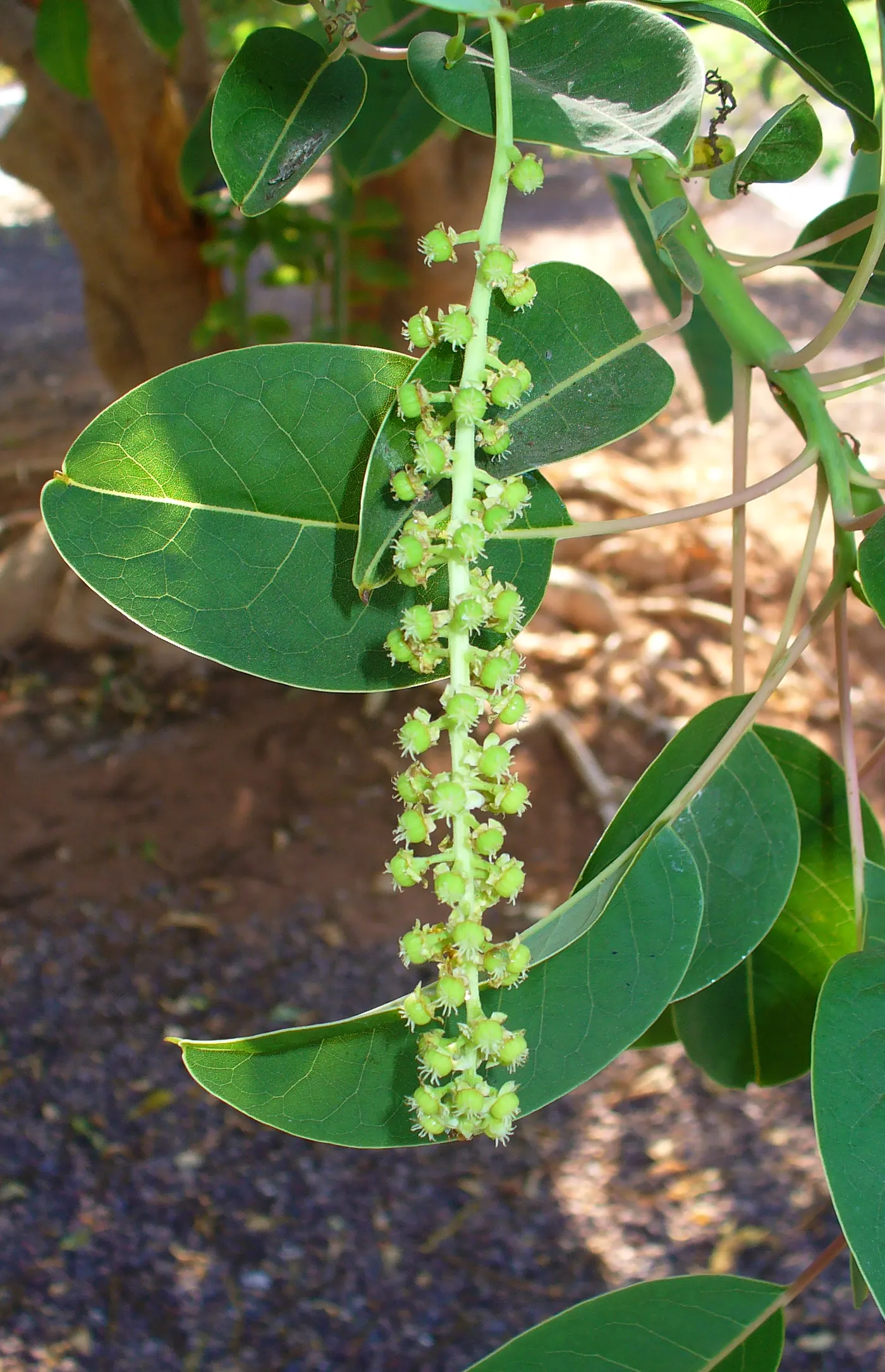 Ombu (Phytolacca Dioca) — This trait ensures survival in dry conditions and reduces the need for frequent irrigation; it is actually a fast-growing evergreen