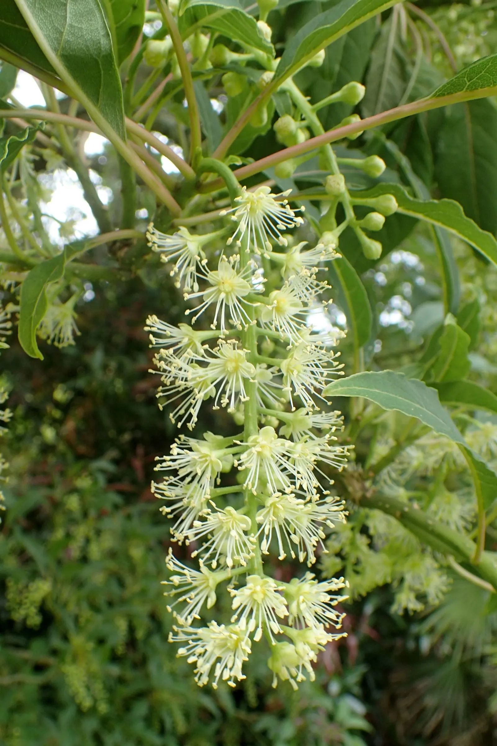 Ombu (Phytolacca Dioca) — It's essential to note that the Ombu prefers full sunlight and thrives in well-drained soil; it is actually a fast-growing evergreen