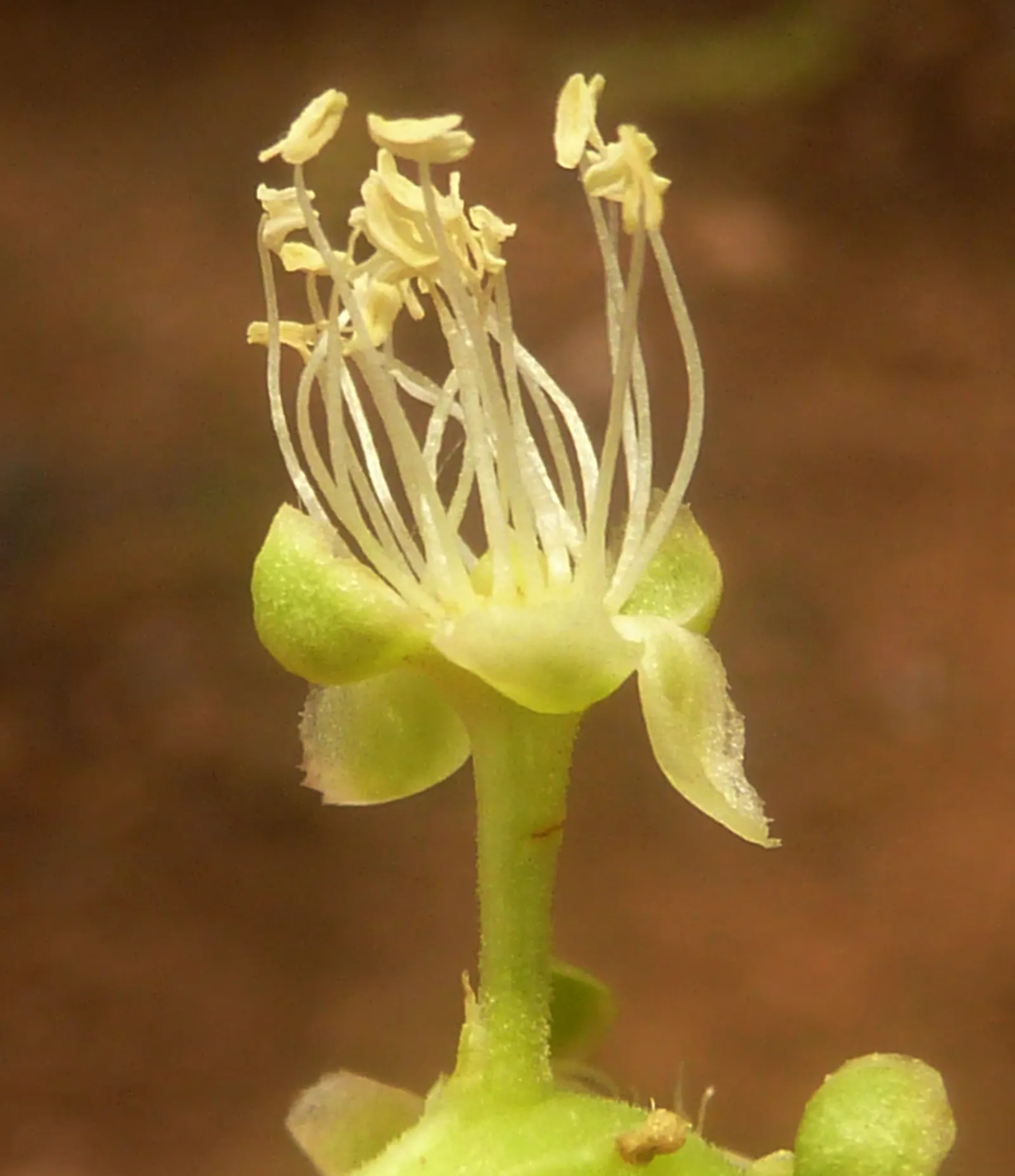 Ombu (Phytolacca Dioca) — This fast-growing, drought-tolerant specimen features leathery leaves and greenish-white flowers