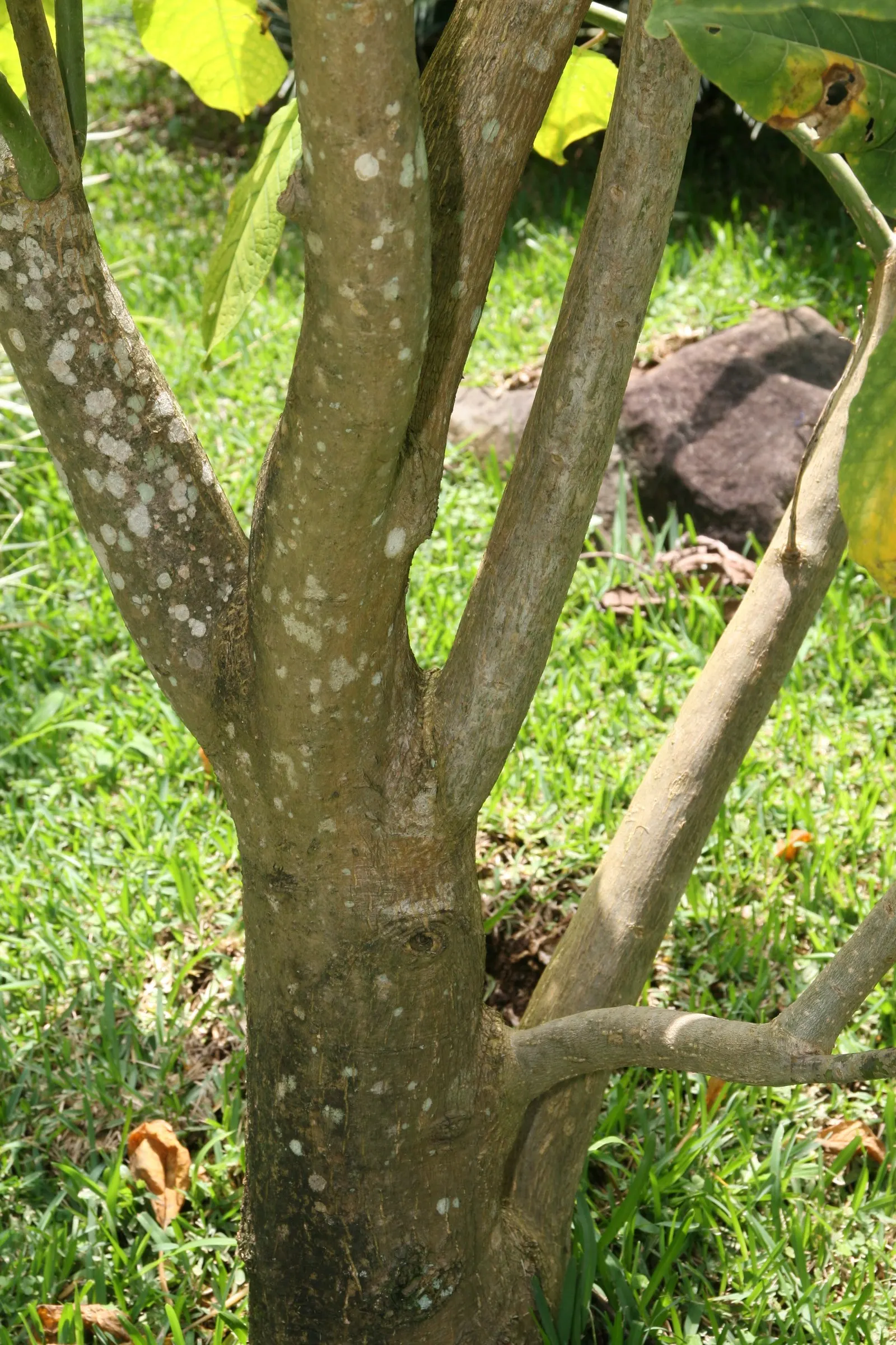 Ombu (Phytolacca Dioca) — This fast-growing, drought-tolerant specimen features leathery leaves and greenish-white flowers; its robust, fire-resistant trunk
