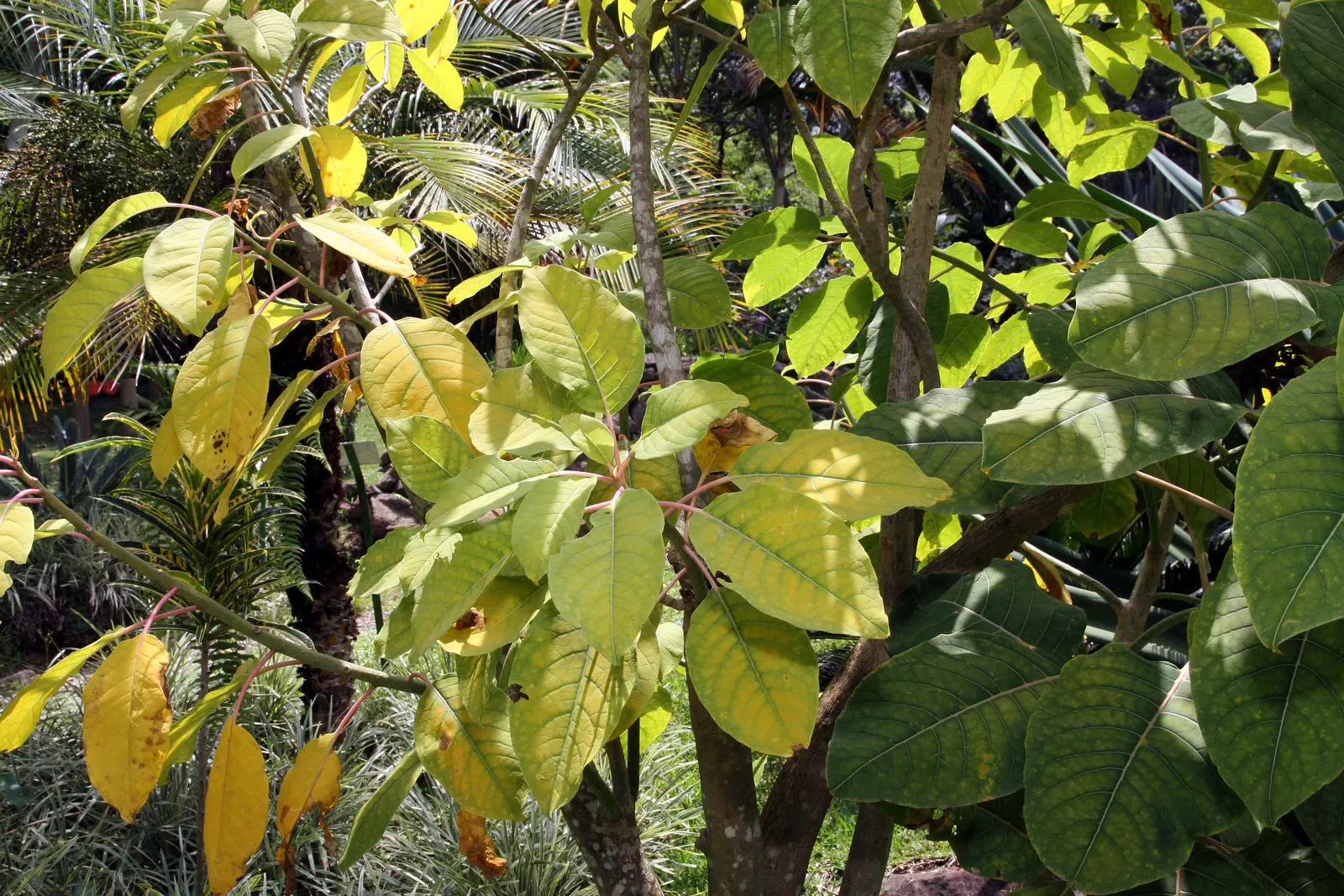 Ombu (Phytolacca Dioca) — bright green leaves emerge in leathery clusters and provide dense shade