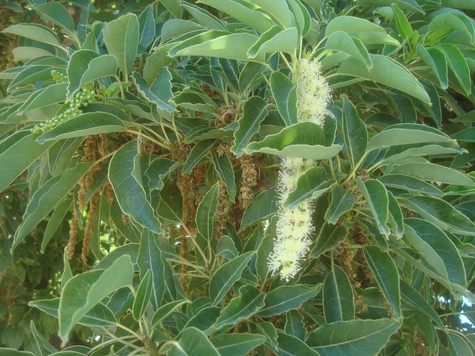 Ombu (Phytolacca Dioca) — The Ombu (Phytolacca dioica); its robust, fire-resistant trunk grows to about 3-4 feet in diameter