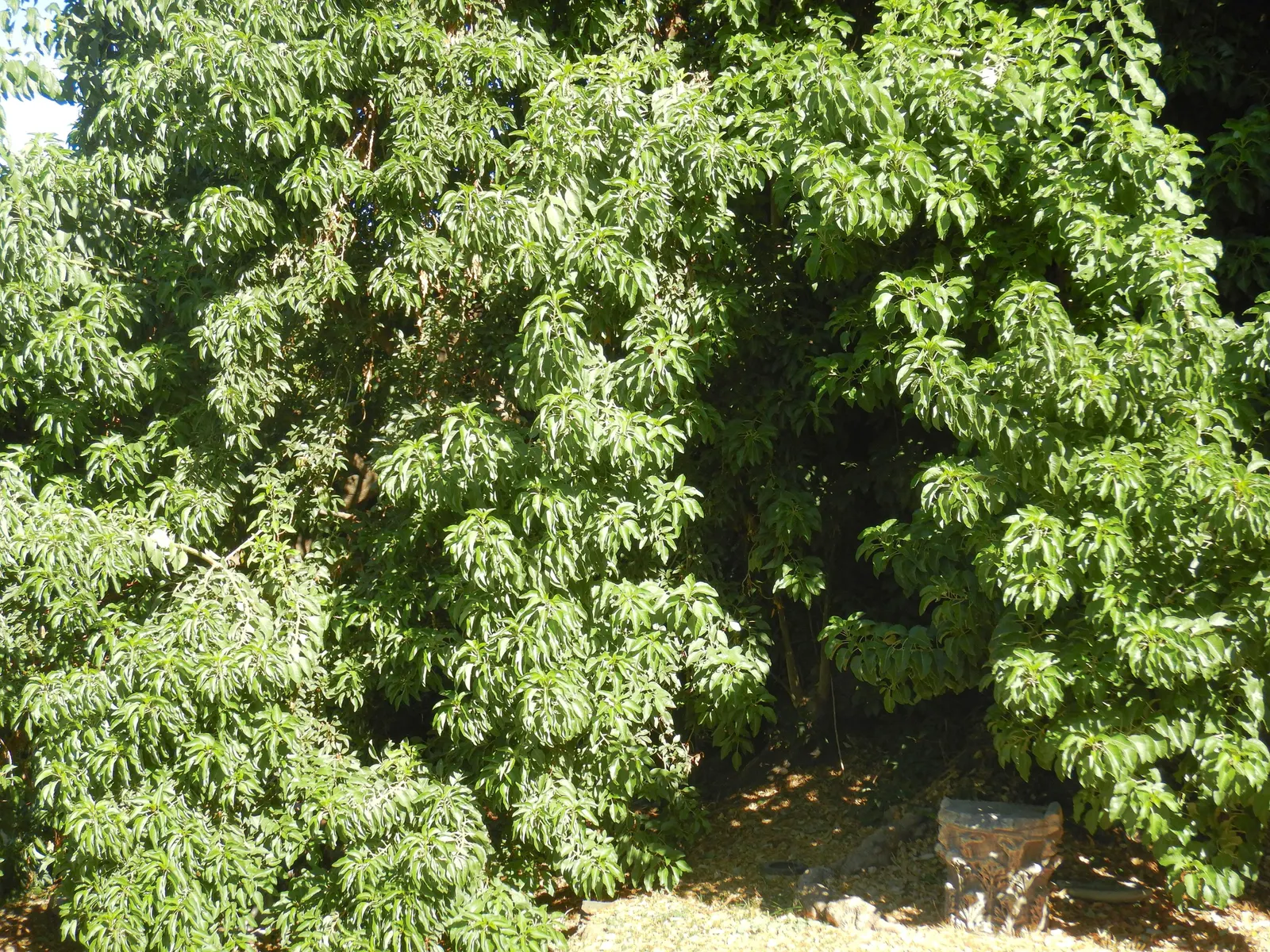 Ombu (Phytolacca Dioca) — Its robust, fire-resistant trunk grows to about 3-4 feet in diameter; which can affect nearby structures and pavements