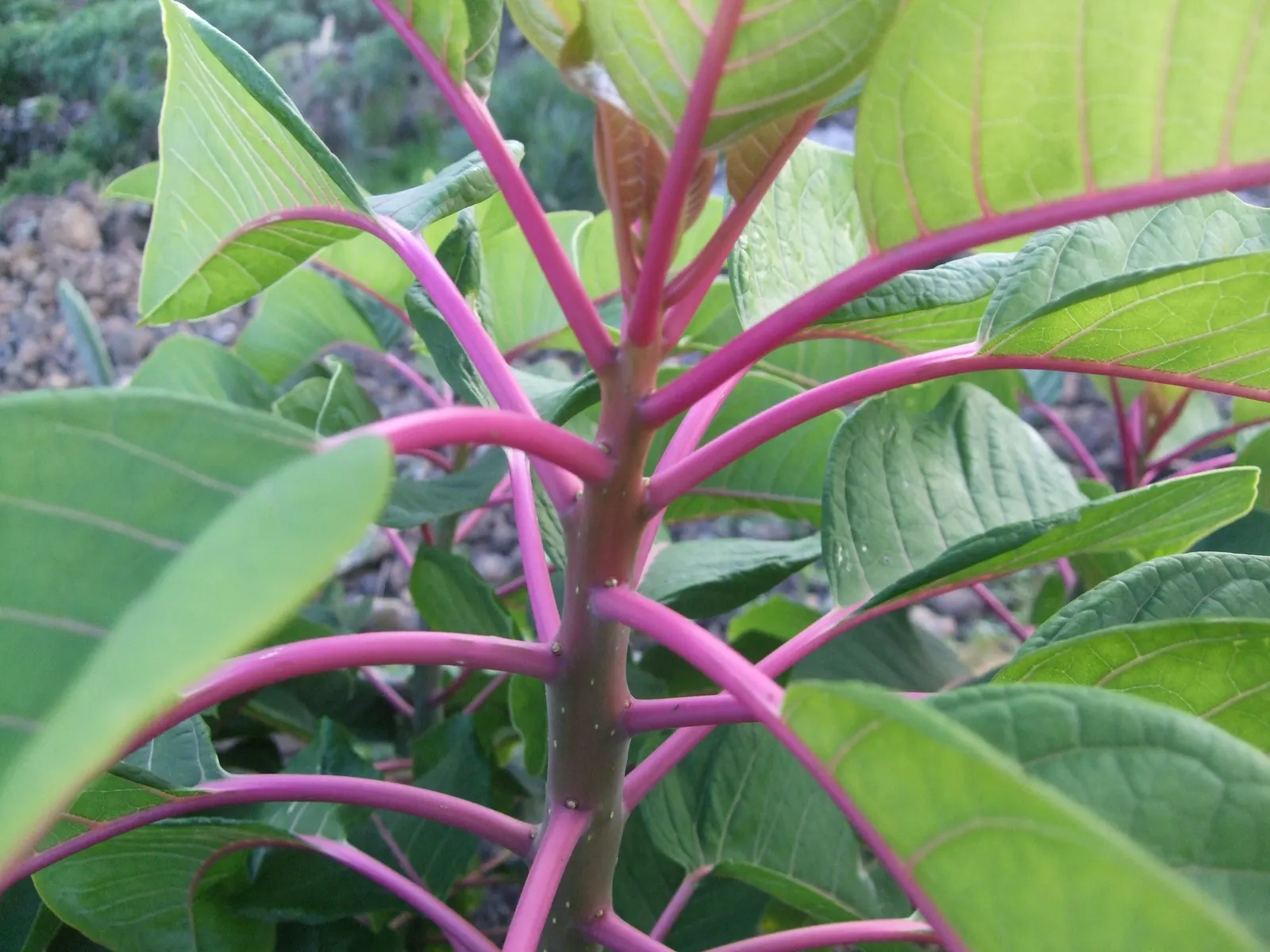 Ombu (Phytolacca Dioca) — Though native to the Pampas of South America