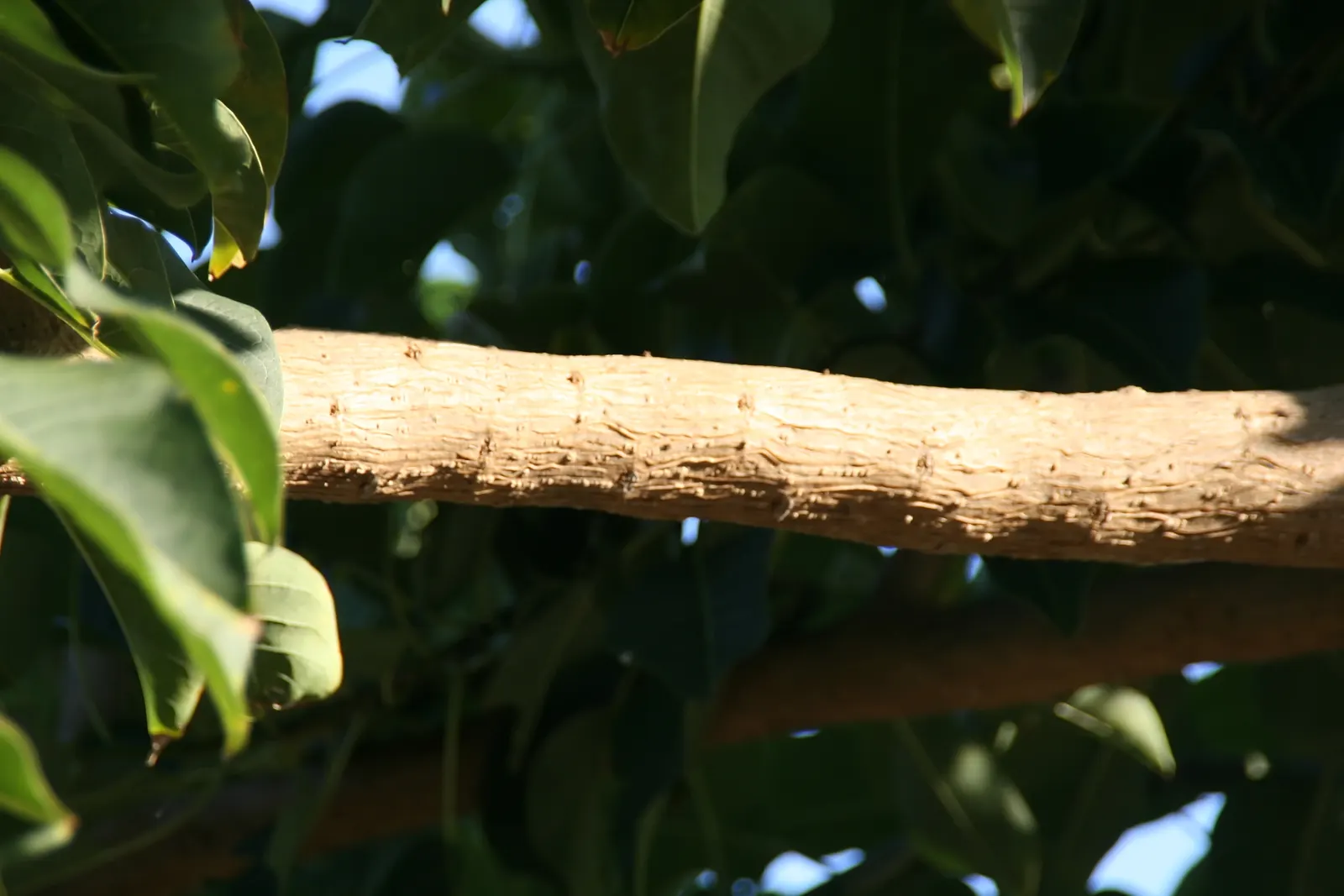 Ombu (Phytolacca Dioca) — which can affect nearby structures and pavements; its robust, fire-resistant trunk grows to about 3-4 feet in diameter