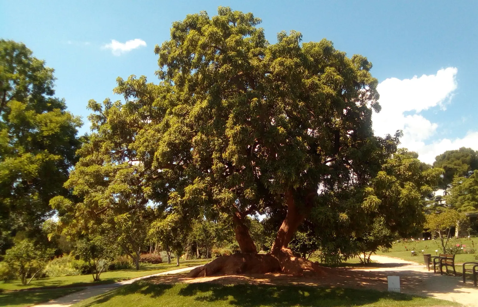 Ombu (Phytolacca Dioca) — Adapted to large spaces due to its extensive root system, Ombu thrives in full sun with well-draining soil; it is actually a