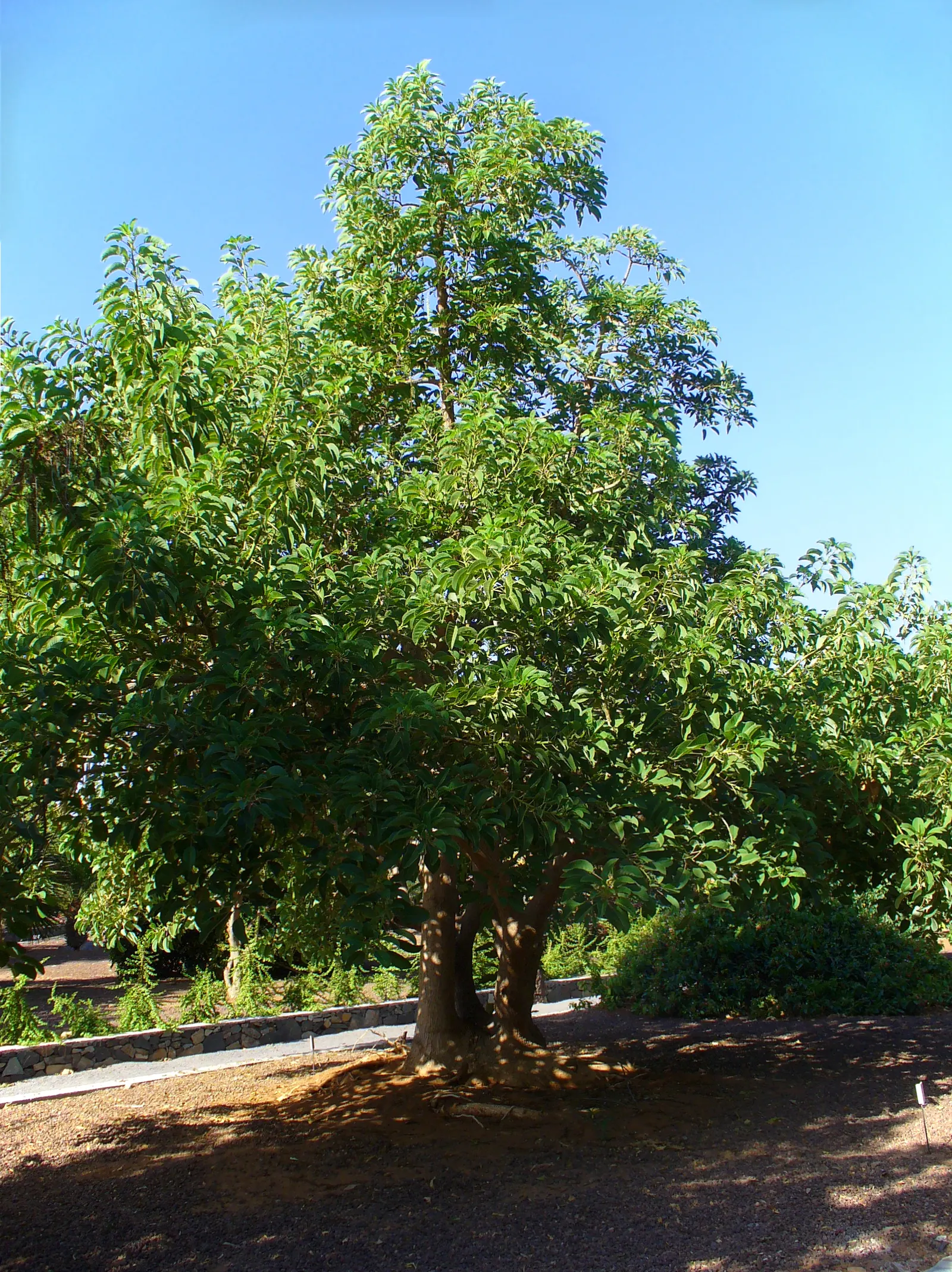 Ombu (Phytolacca Dioca) — scientifically named Phytolacca dioica; which can affect nearby structures and pavements