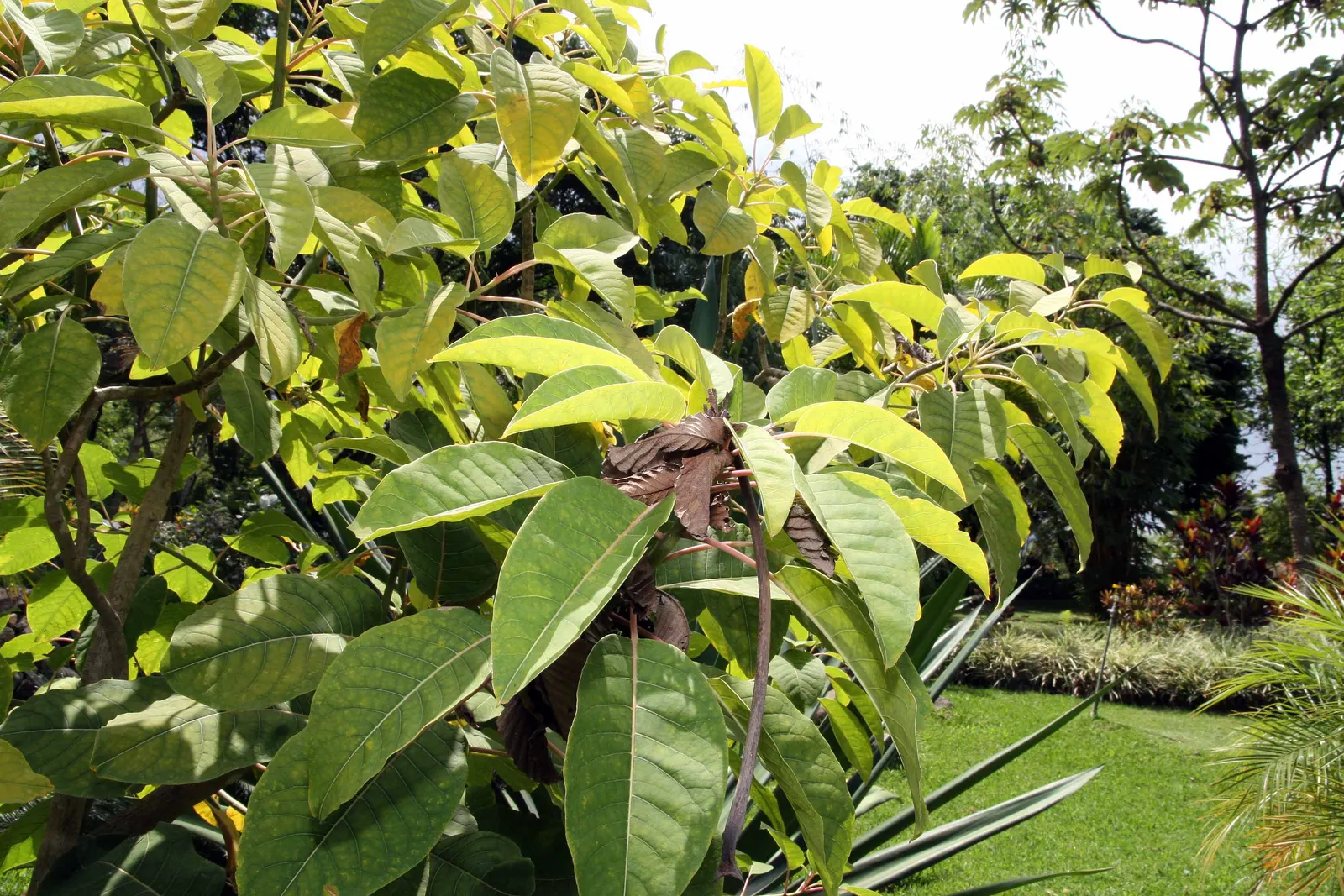 Ombu (Phytolacca Dioca) — The Ombu possesses a thick