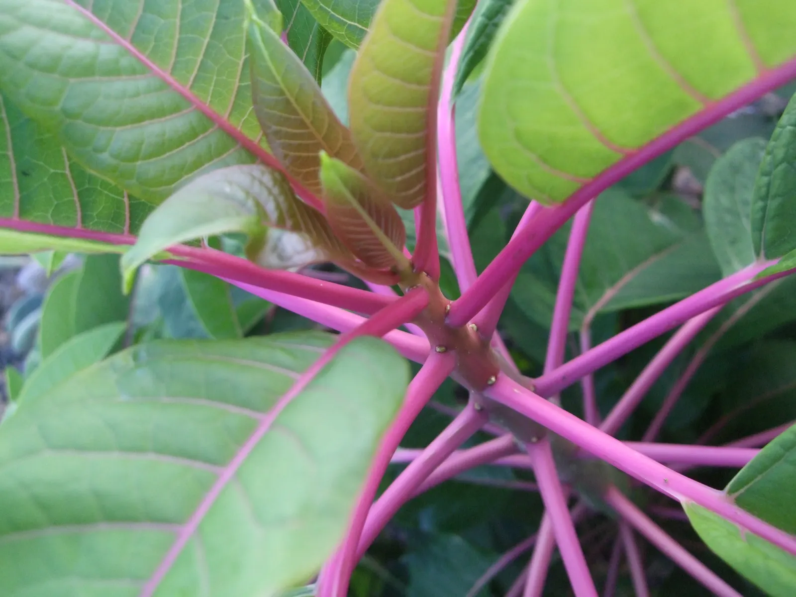 Ombu (Phytolacca Dioca) — bottle-shaped form that swells to accommodate water storage
