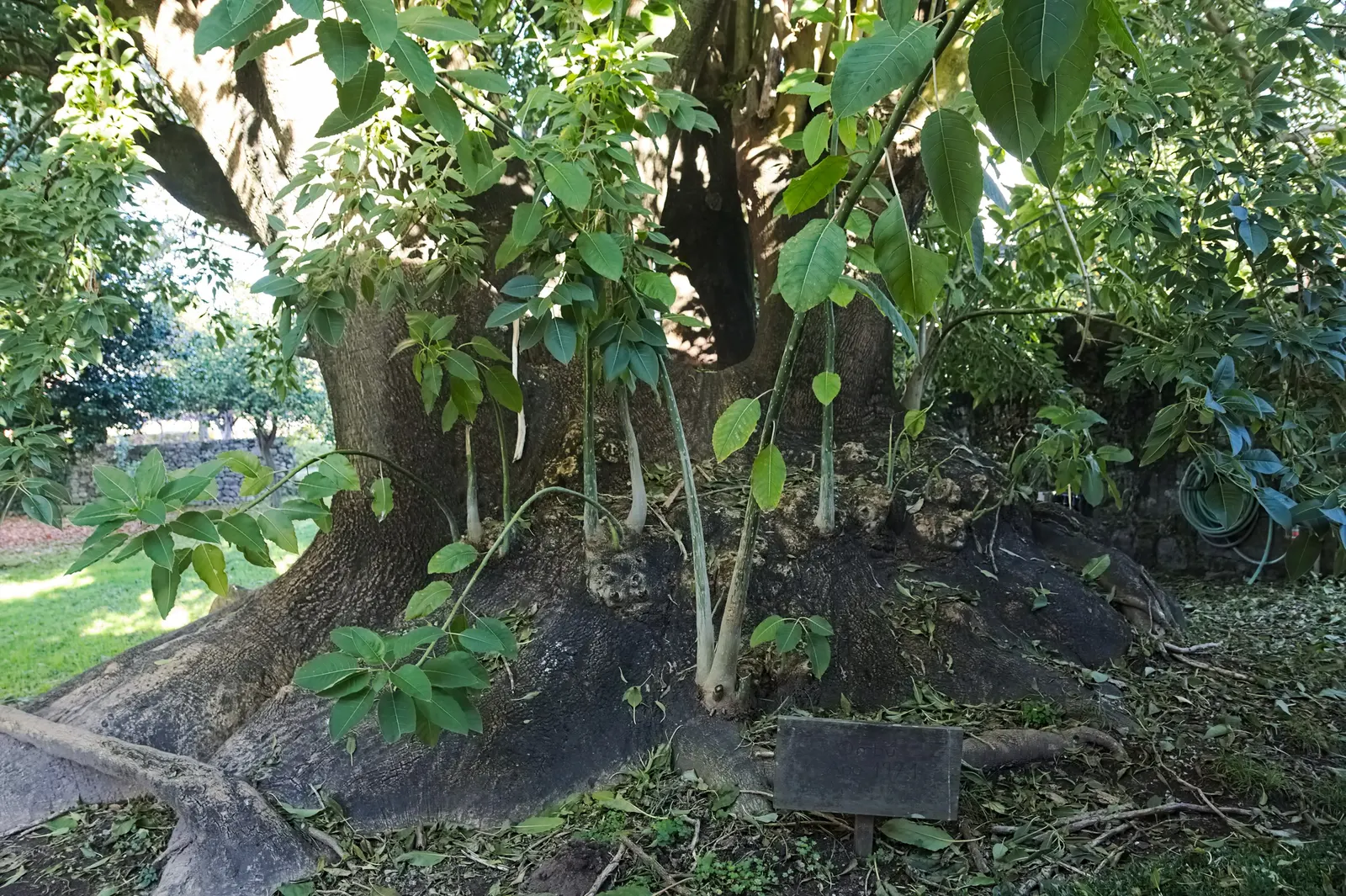 Ombu (Phytolacca Dioca) — while the tree itself grows to about 40 to 60 feet in height; its robust, fire-resistant trunk grows to about 3-4 feet in diameter