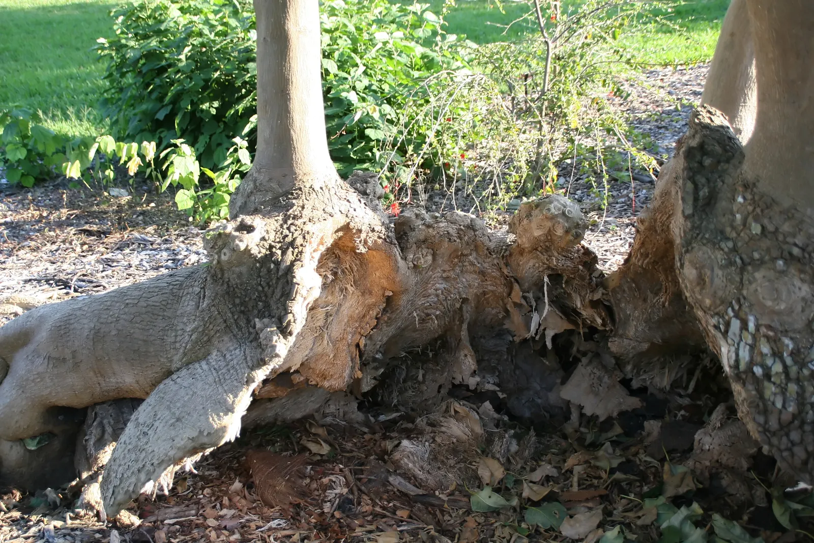 Ombu (Phytolacca Dioca) — it is actually a fast-growing evergreen perennial; this trait ensures survival in dry conditions and reduces the need for frequent