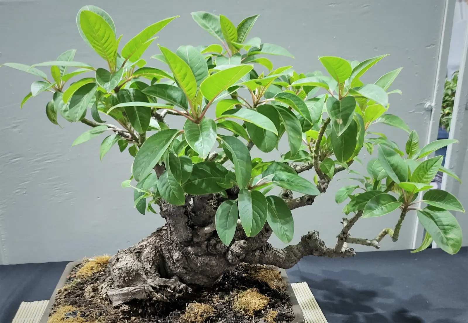 Ombu (Phytolacca Dioca) — Adapted to large spaces due to its extensive root system, Ombu thrives in full sun with well-draining soil