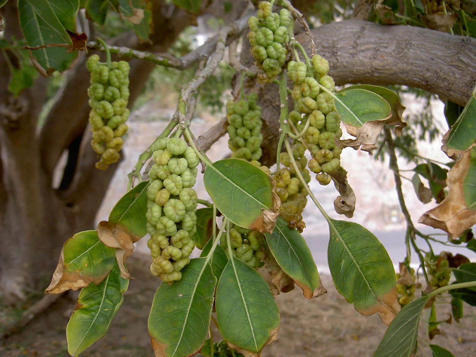Ombu (Phytolacca Dioca) — reaching up to 60 feet wide; this trait ensures survival in dry conditions and reduces the need for frequent irrigation