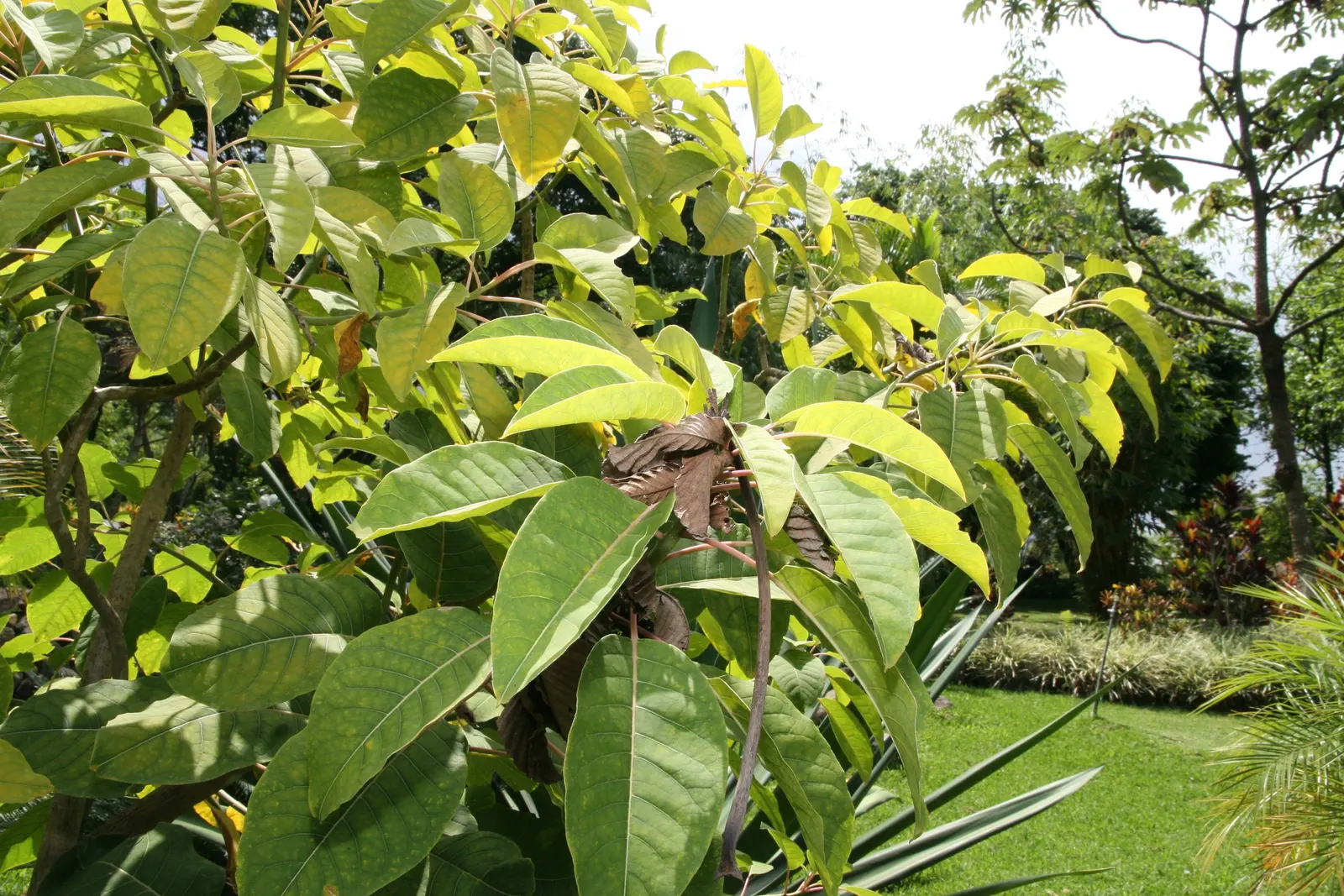 Ombu (Phytolacca Dioca) — typically spanning from 8 to 12 inches long