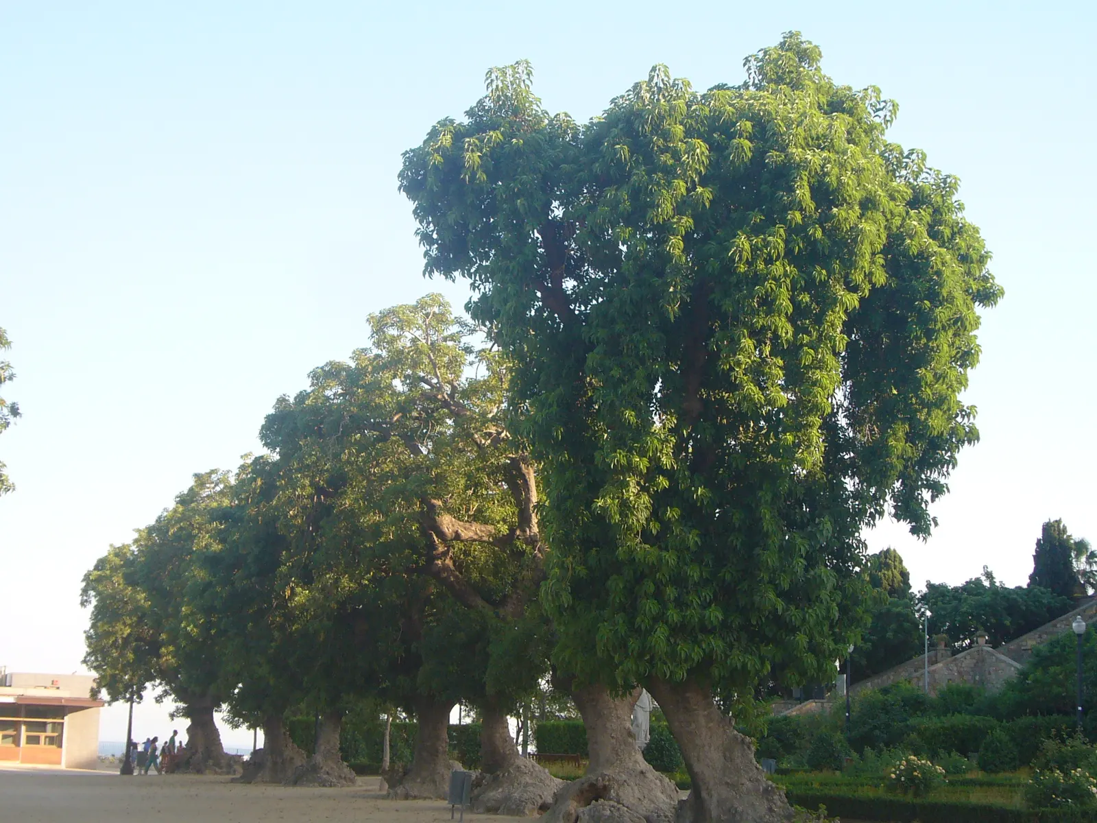 Ombu (Phytolacca Dioca) — ideal for adding a focal point in spacious landscapes; it is actually a fast-growing evergreen perennial