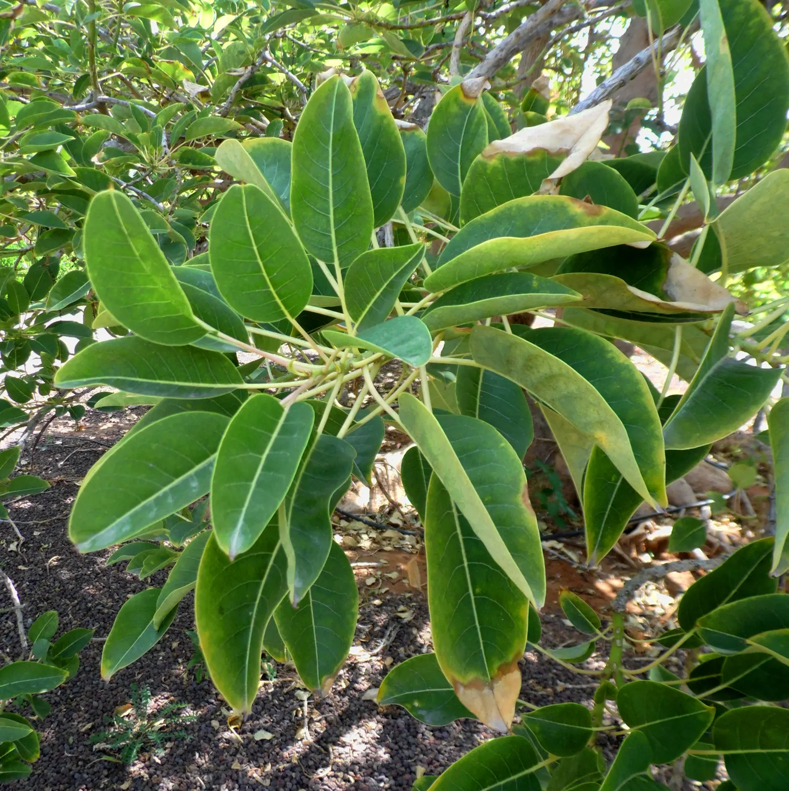 Ombu (Phytolacca Dioca) — This trait ensures survival in dry conditions and reduces the need for frequent irrigation