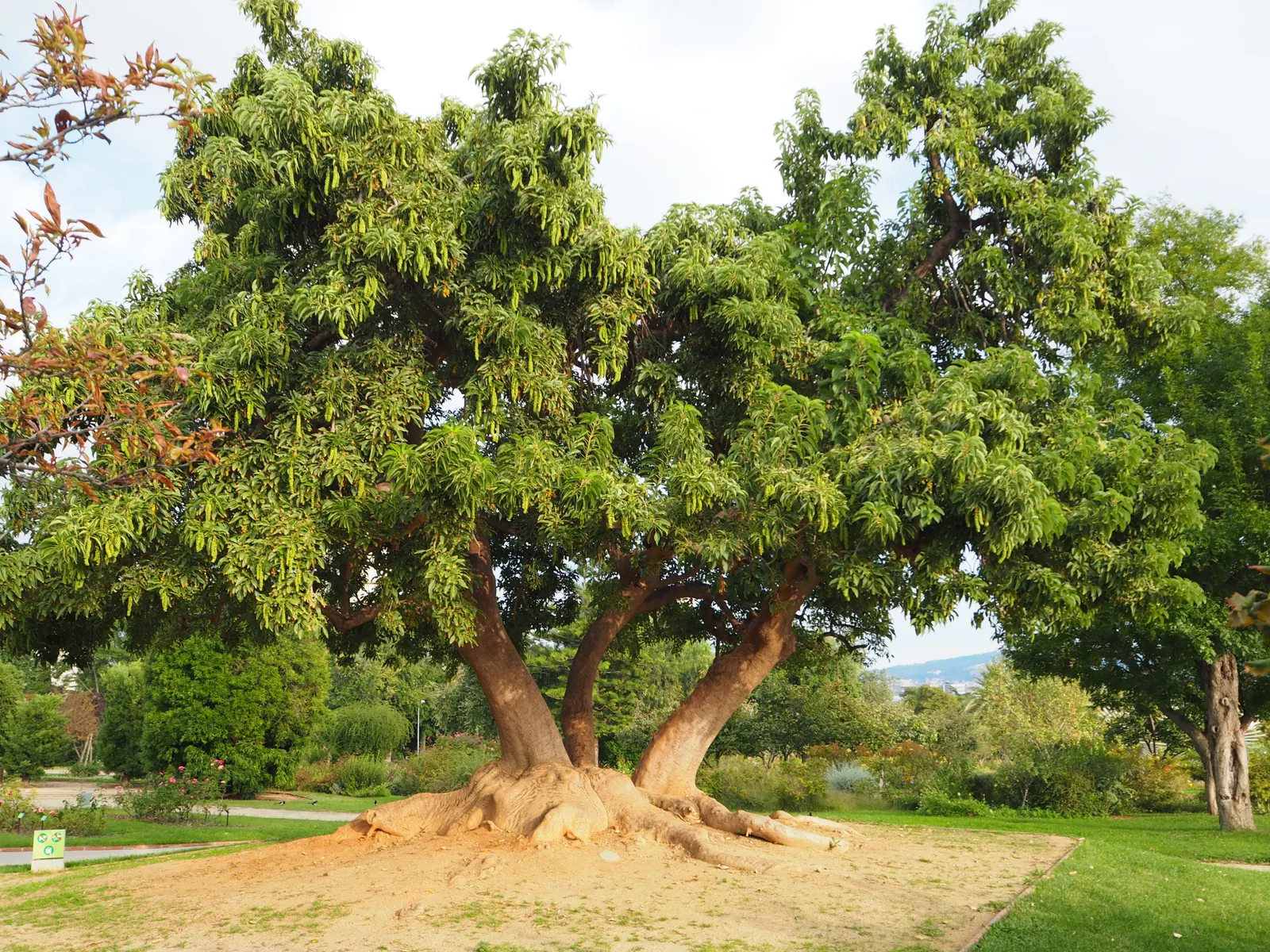 Ombu (Phytolacca Dioca) — making it exceedingly drought-tolerant; its robust, fire-resistant trunk grows to about 3-4 feet in diameter