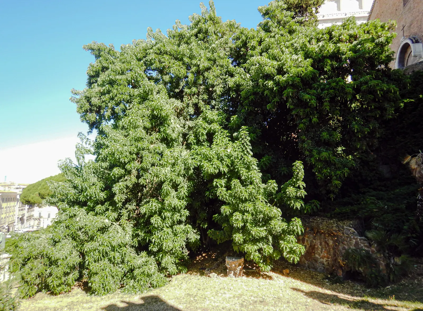 Ombu (Phytolacca Dioca) — allow ample room for growth and consider its extensive root system; which can affect nearby structures and pavements