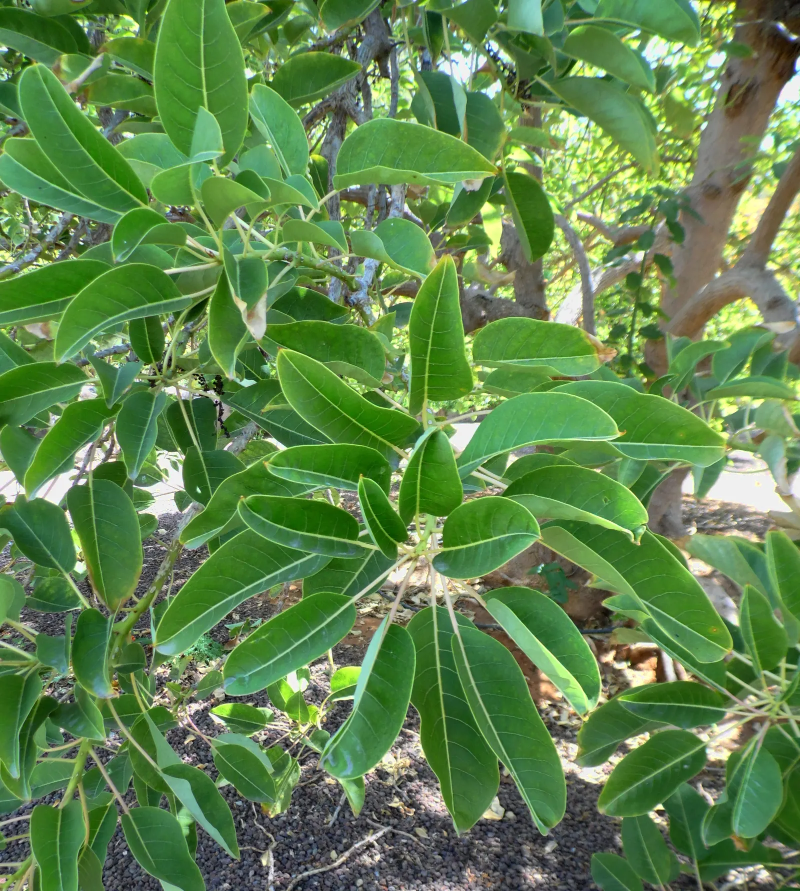 Ombu (Phytolacca Dioca) — inconspicuous greenish-white flowers