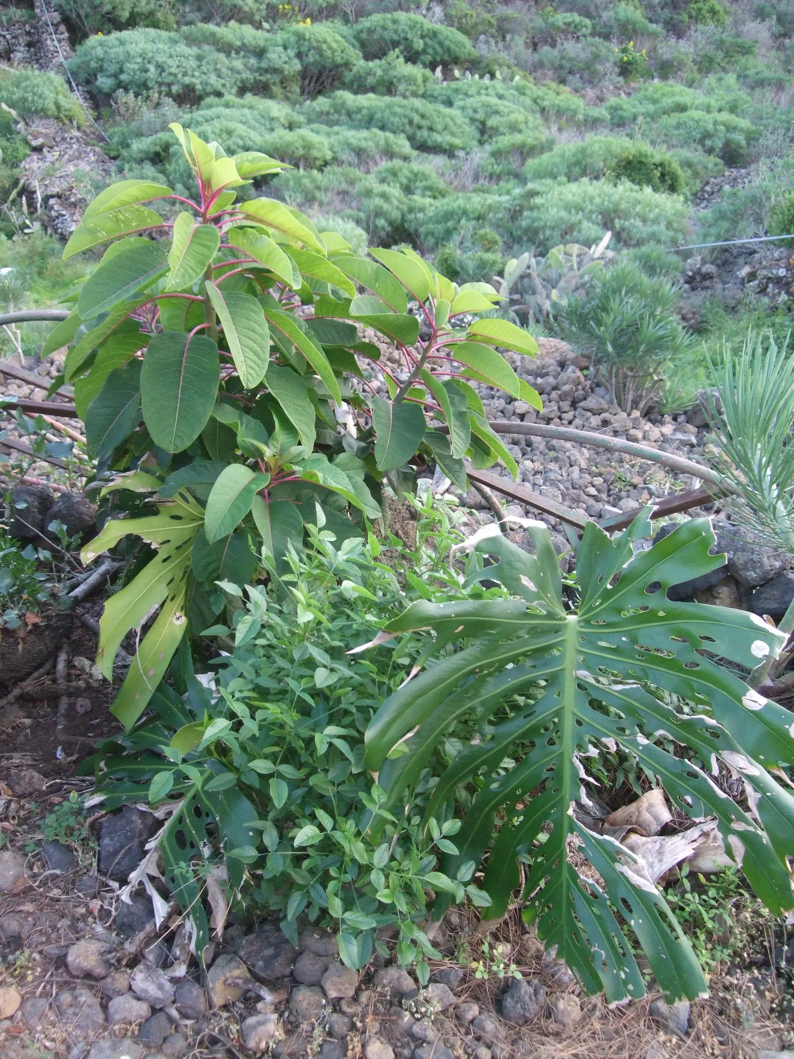 Ombu (Phytolacca Dioca) — tree with yellow blooms; this trait ensures survival in dry conditions and reduces the need for frequent irrigation
